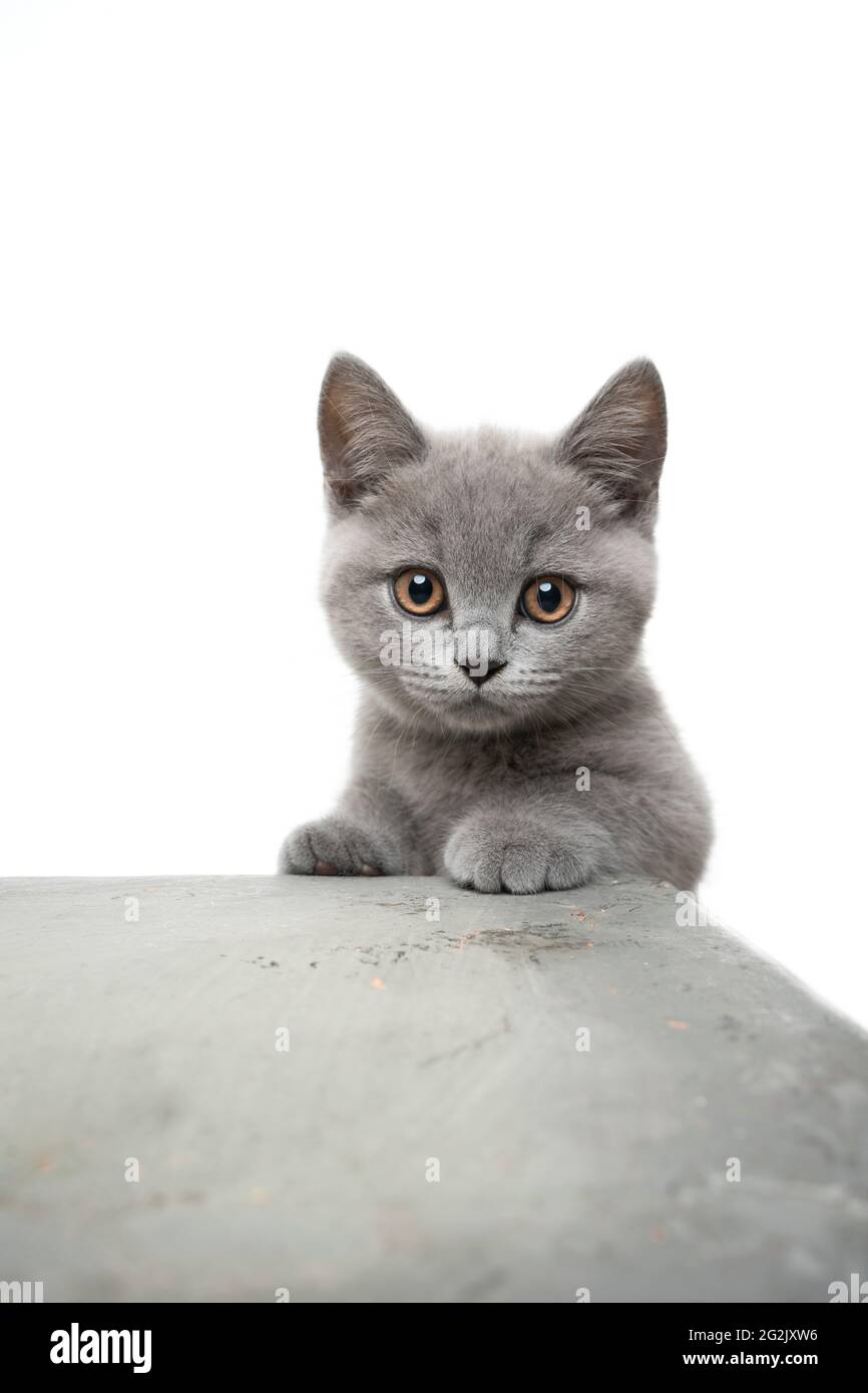 adorable chaton anglais espiègle à bord d'une table en béton regarder l'appareil photo curieusement Banque D'Images