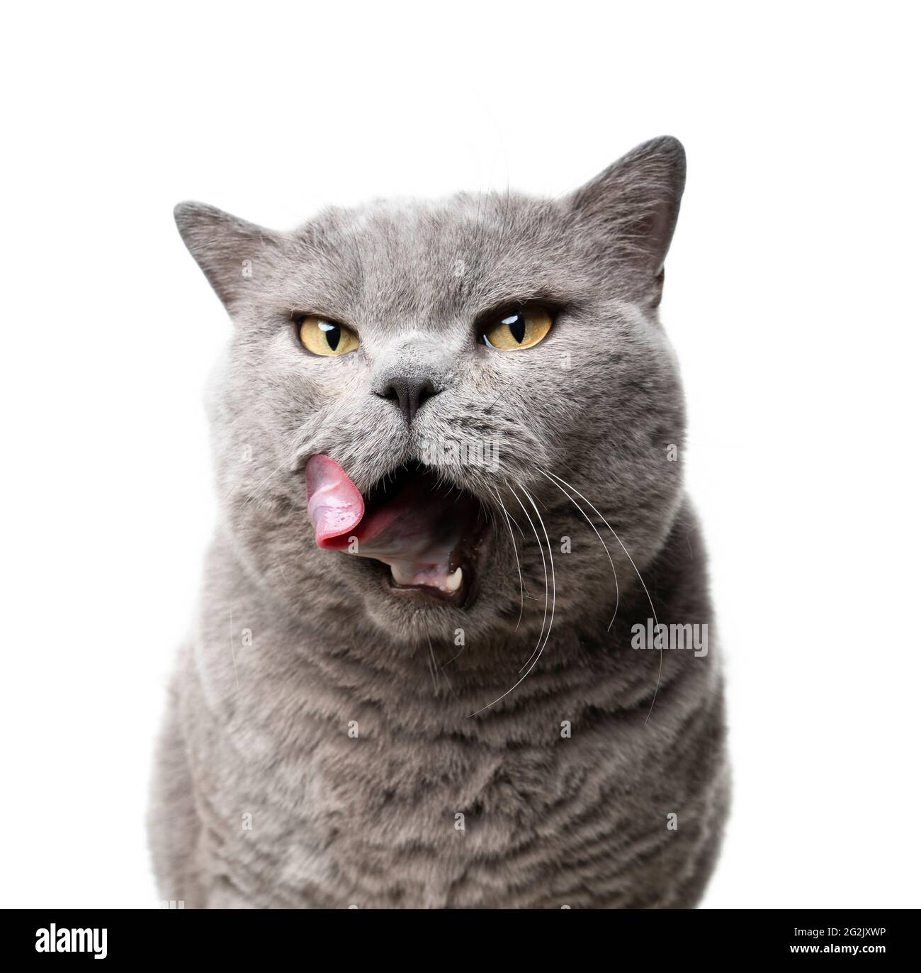 grand chat bleu de shorthair britannique avec bouche ouvert lèvres de lécking portrait sur fond blanc Banque D'Images