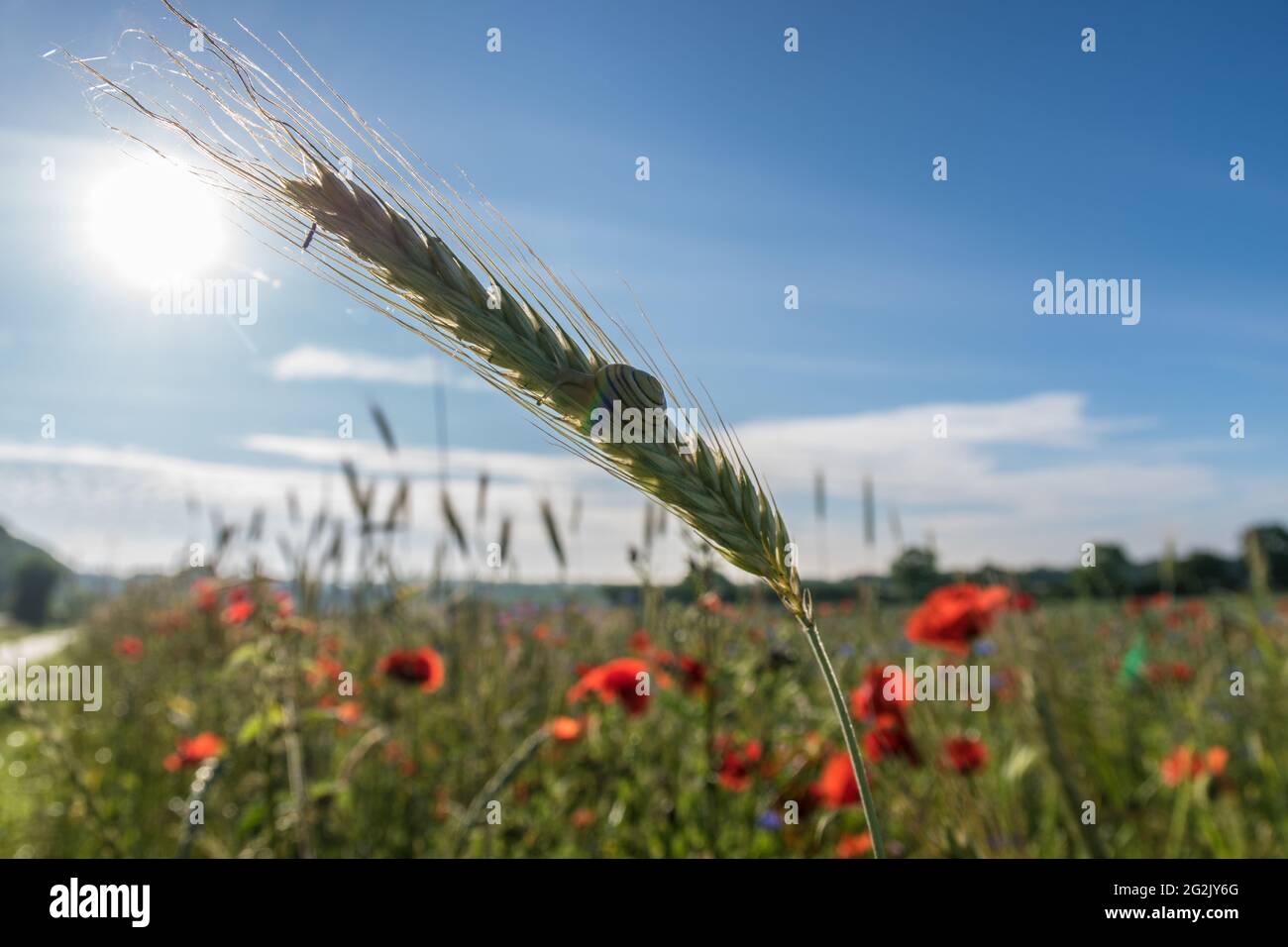 Fleurs sauvages, coquelicots sur un Konrfeld dans le Schleswig-Holstein, Kiel. Banque D'Images