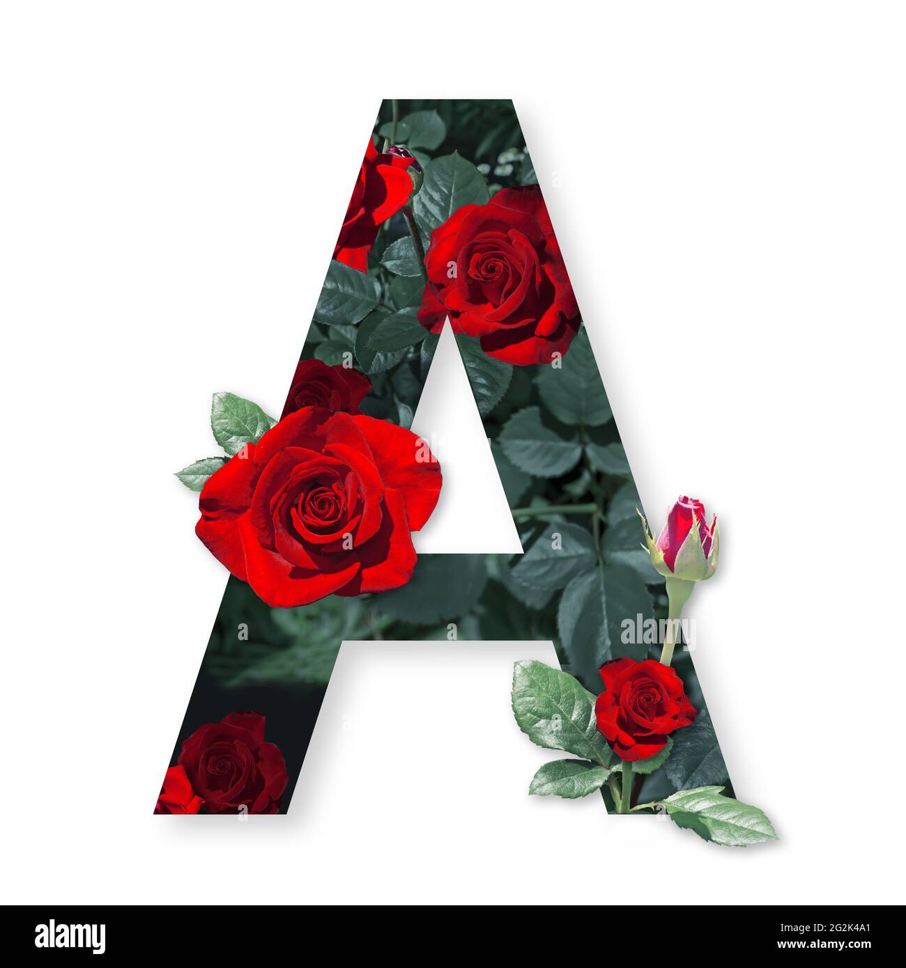 Lettre A de l'alphabet avec des roses rouges sur fond blanc Banque D'Images