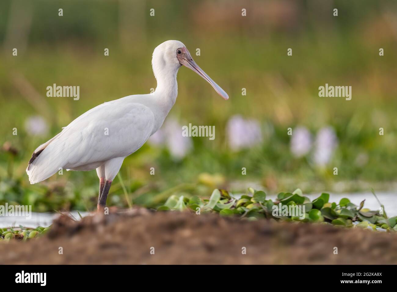 Bec-de-poisson africain - Platalea alba, oiseau d'eau blanche rare spécial provenant de lacs et de marais africains, lac Ziway, Éthiopie. Banque D'Images