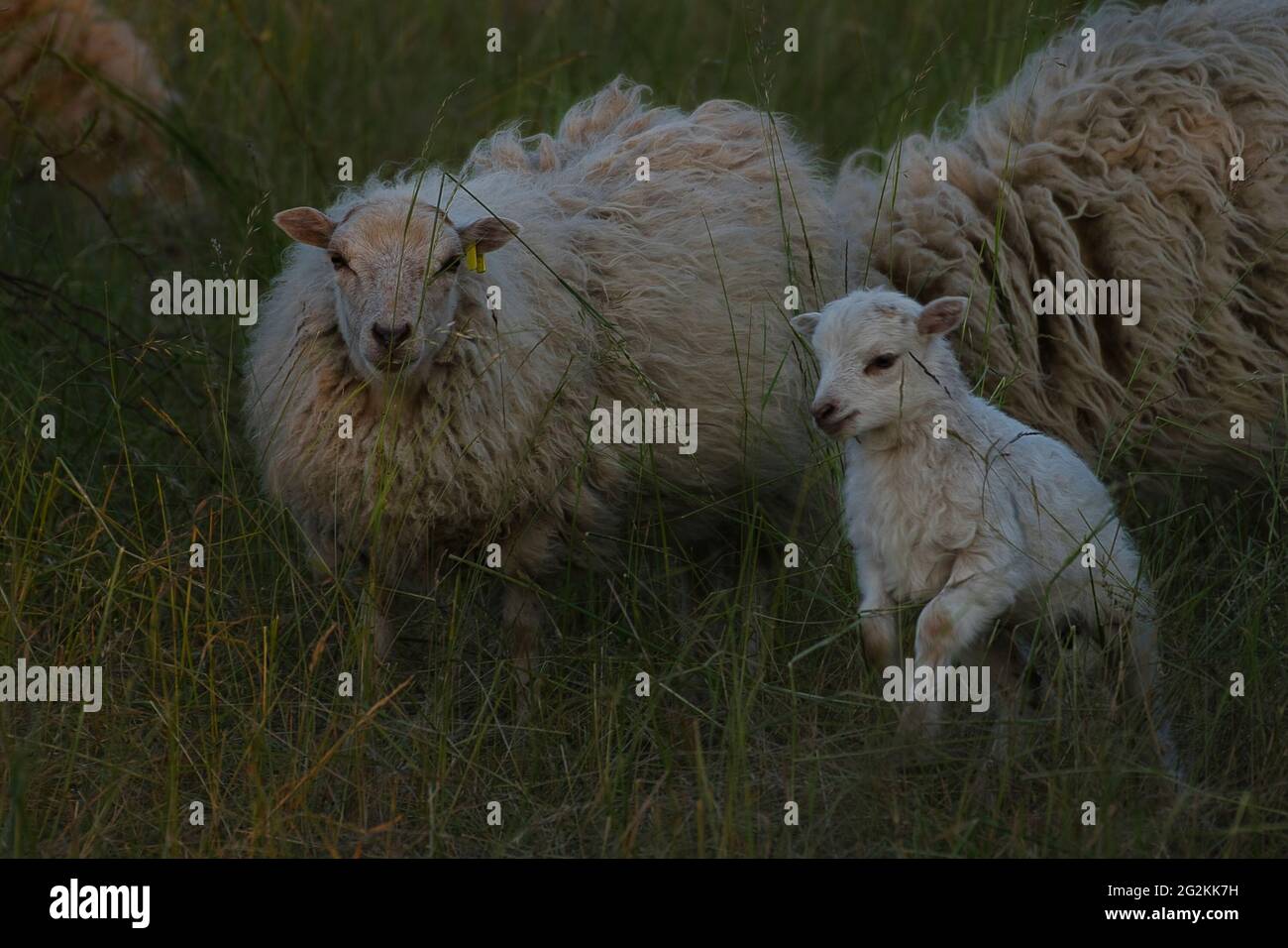Les moutons Banque D'Images
