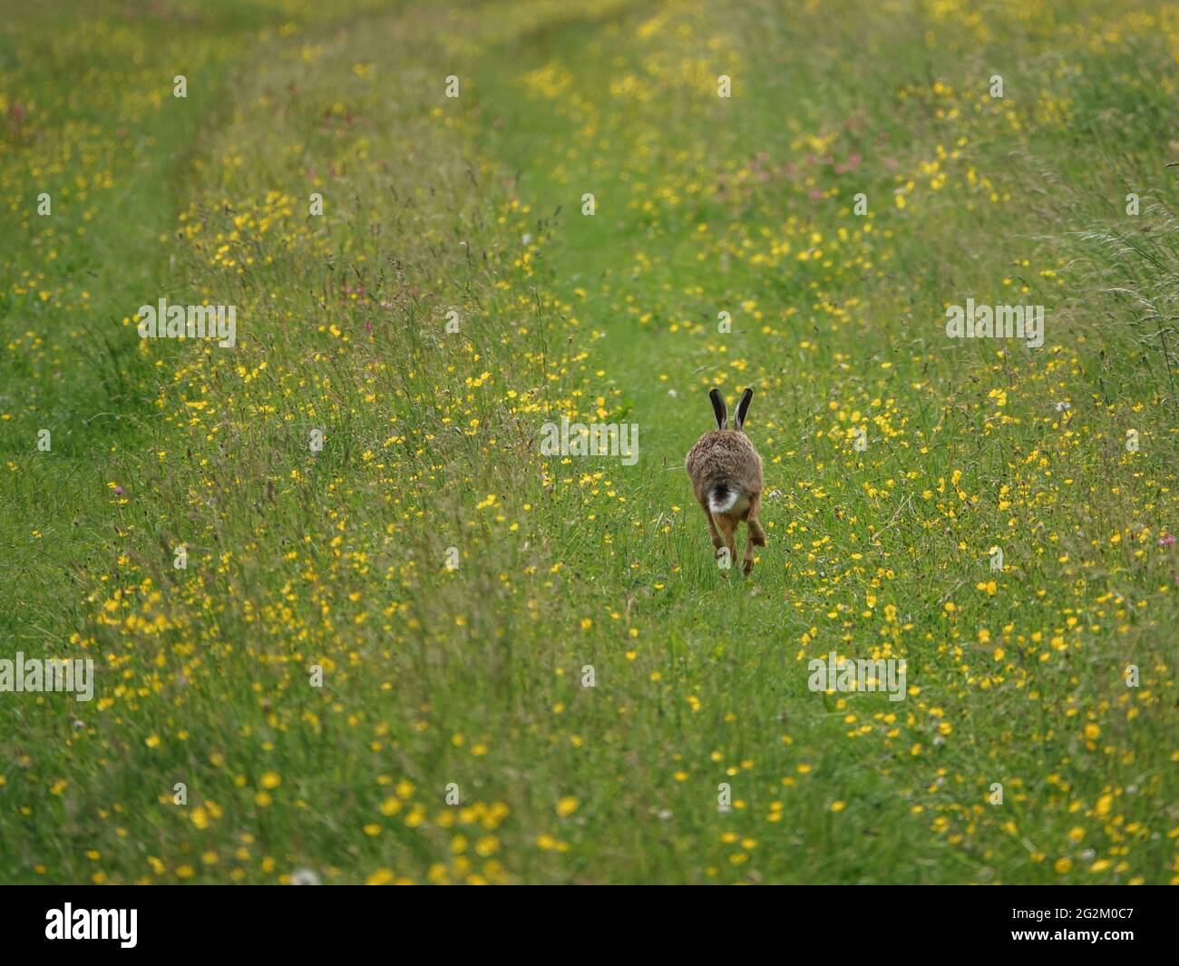 Lièvre brun (Lepus europaeus) sur les Chalklands de la plaine de Salisbury Banque D'Images