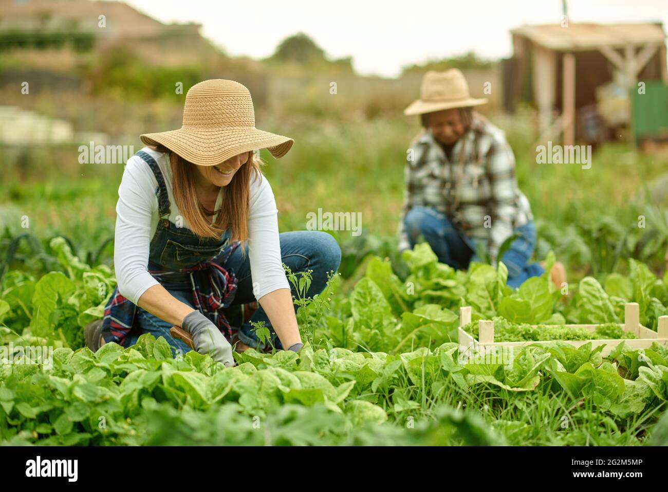 Pêcheurs multiraciaux anonymes cueillant de la laitue verte dans les plantations Banque D'Images