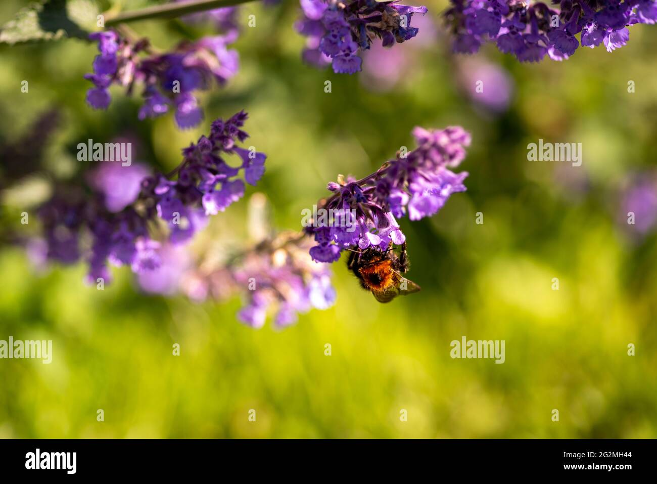 Menthe, népéta faassenii, plante de jardin à fleurs violettes Banque D'Images