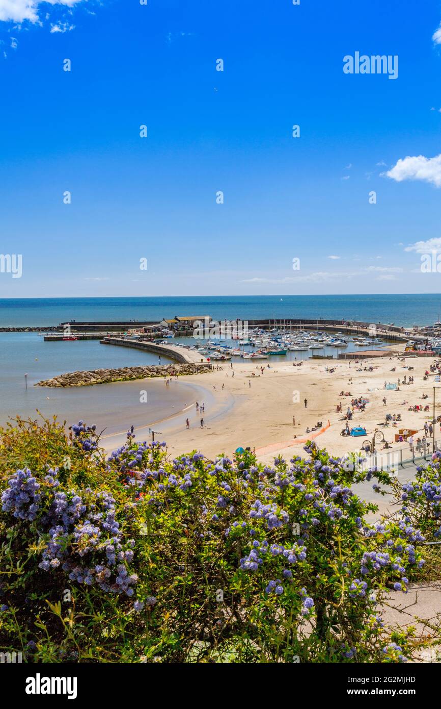 Le port et la plage de Lyme Regis, vue depuis les jardins de Langmoor et de Lister sur la côte jurassique, Dorset, Royaume-Uni Banque D'Images