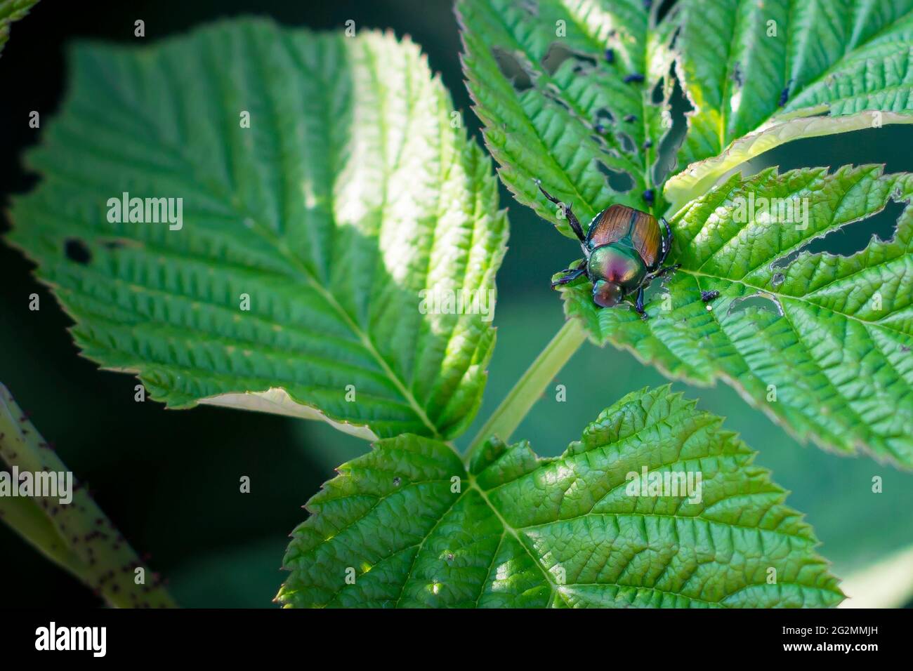 Un coléoptère japonais adulte (popillia japonica), un ravageur végétal envahissant, se nourrissant d'une plante de framboise et en squelant ses feuilles. Arrière-plan Banque D'Images