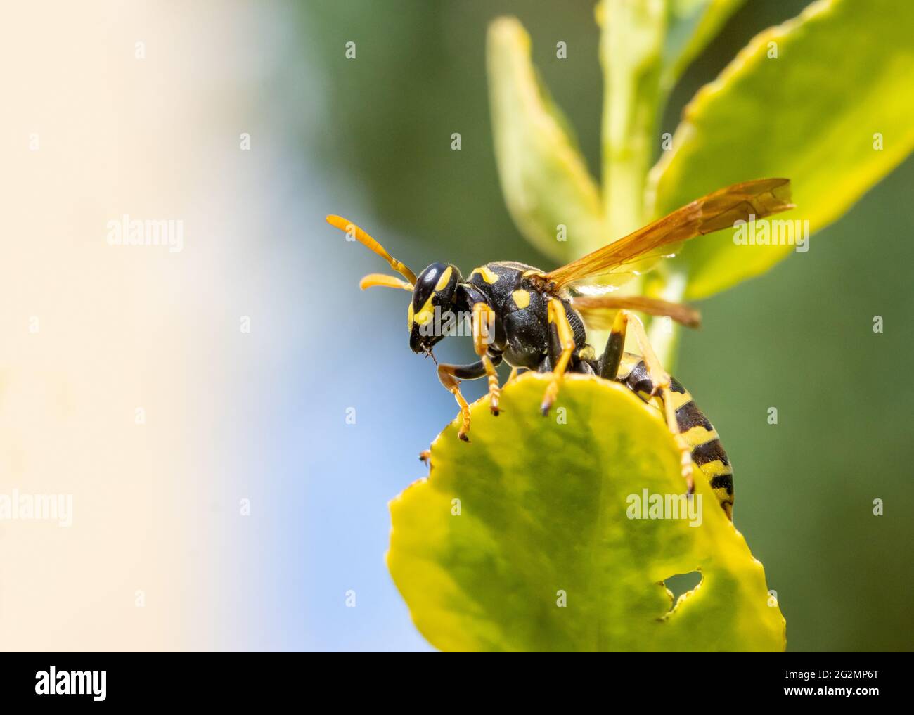 Une guêpe de chasse - Philanthus, chasseurs d'abeilles, assise sur la fleur et observer sa victime - abeille. Guêpes apicoles - Philanthus, gros plan. Banque D'Images