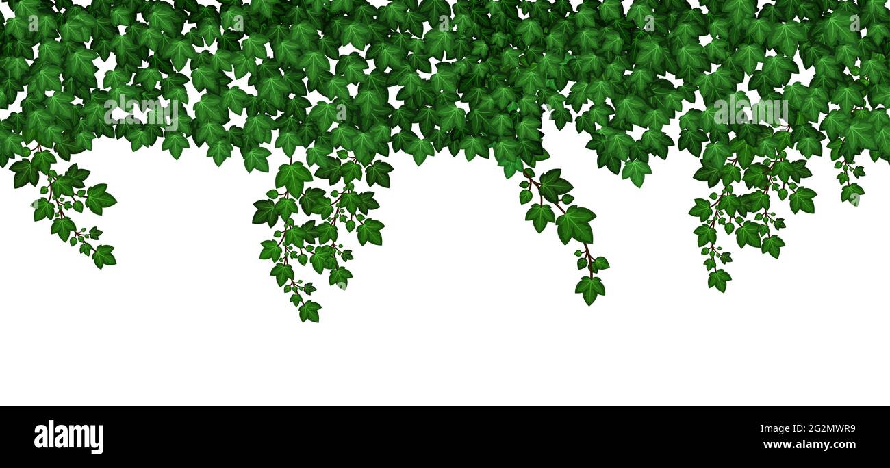 Ivy laisse un mur suspendu. Jardin d'été feuillage vert. Répétez le schéma sans couture, grimpant les feuilles sur fond blanc. Illustration vectorielle Illustration de Vecteur