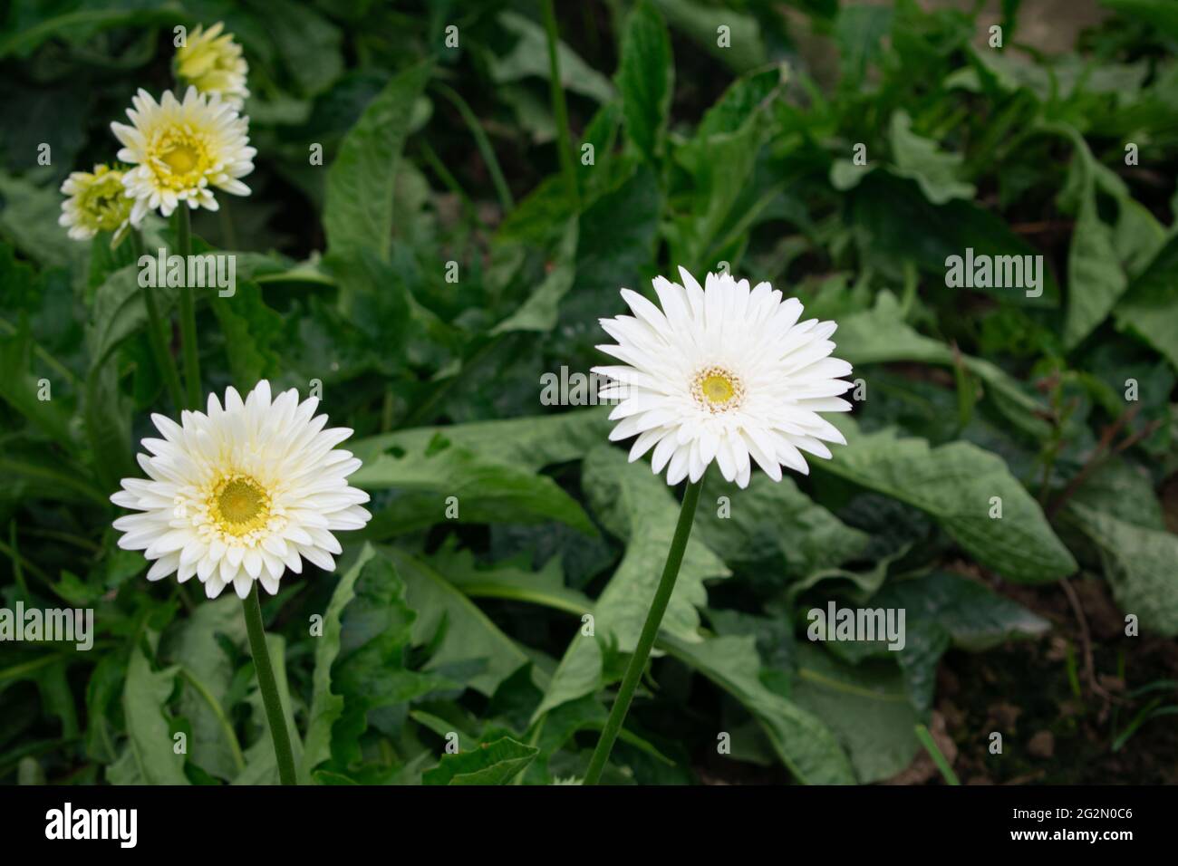 Fleur blanche de Zerbera Banque D'Images