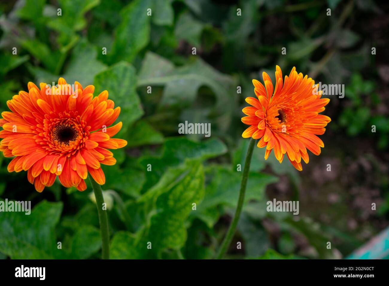 Fleur de Zerbera orange Banque D'Images