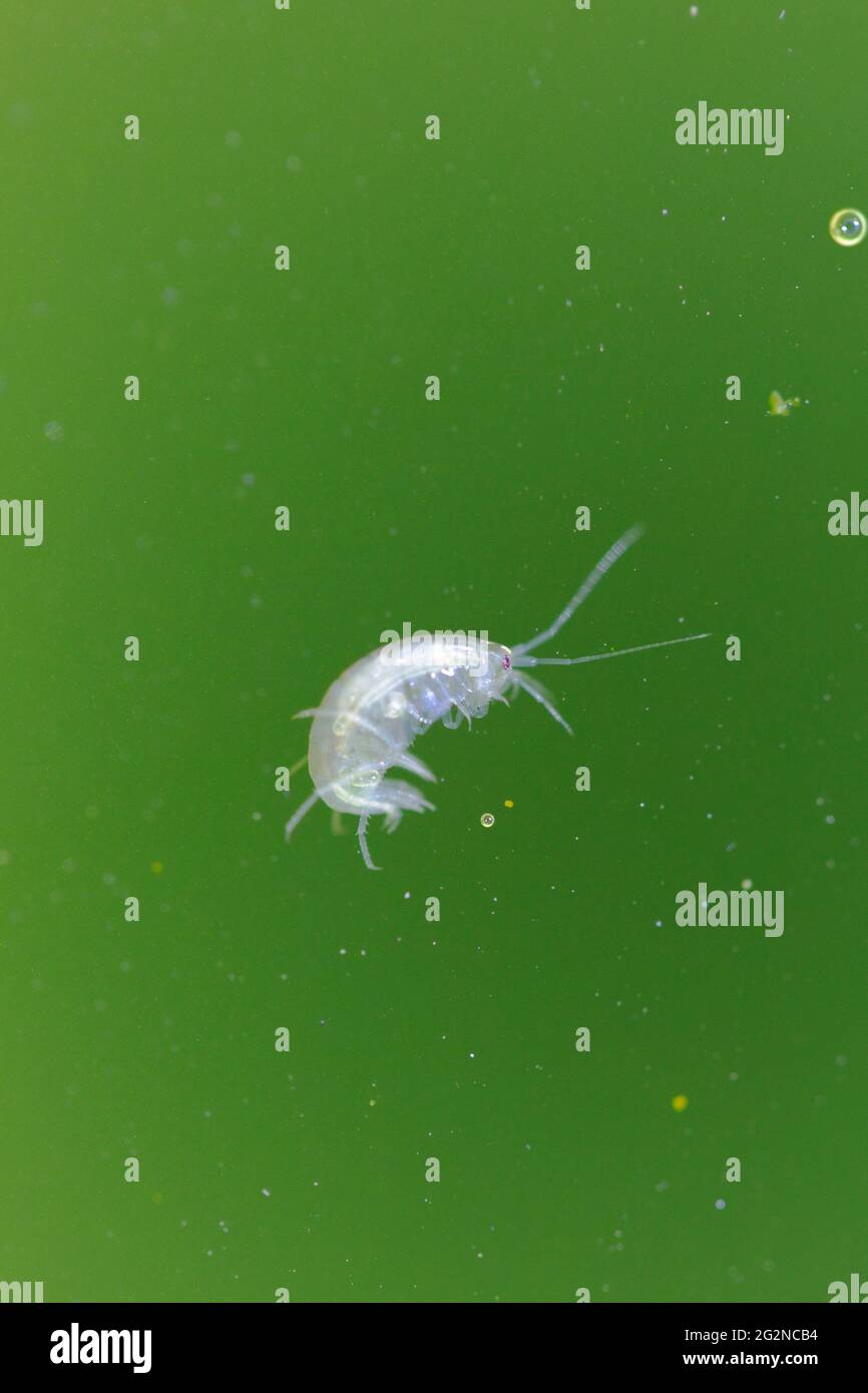 Amphipode crustacés Gammaridae Gammarus en gros plan dans l'eau riche en algues Banque D'Images