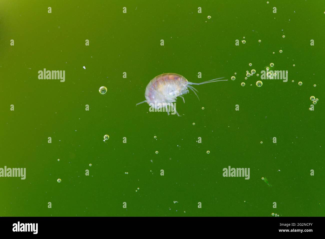 Amphipode crustacés Gammaridae Gammarus en gros plan dans l'eau riche en algues Banque D'Images