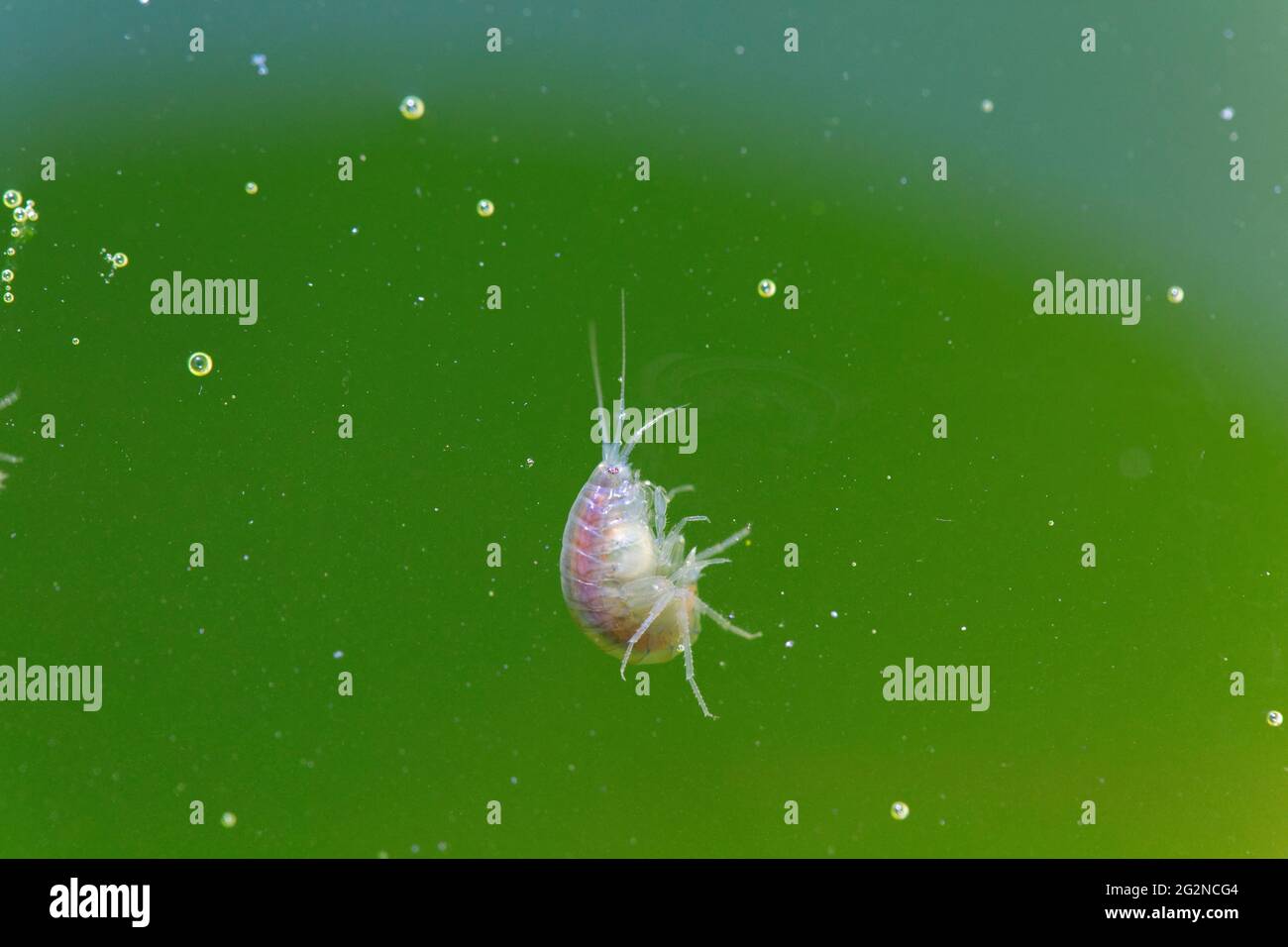 Amphipode crustacés Gammaridae Gammarus en gros plan dans l'eau riche en algues Banque D'Images