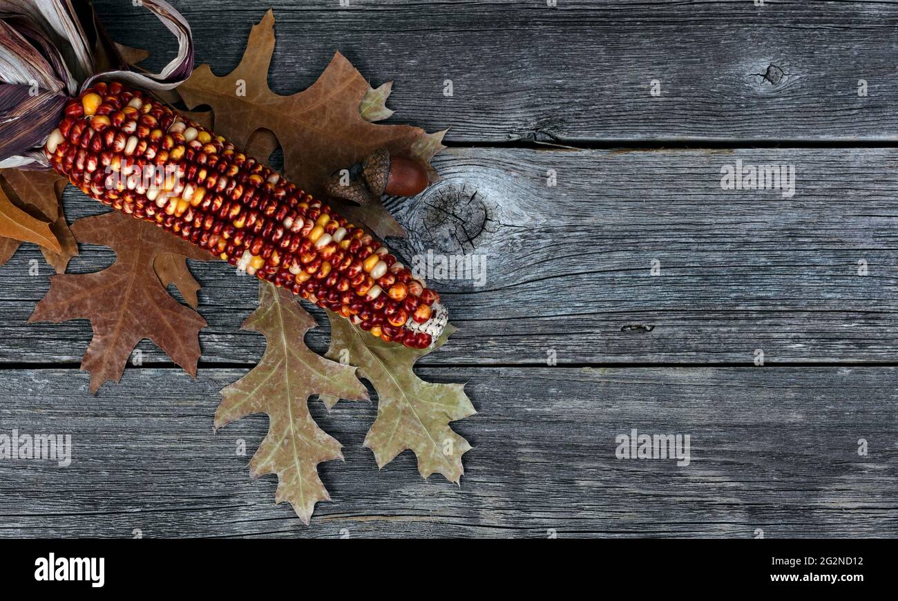 Maïs de saison, glands et feuilles de chêne sur fond de bois rustique pour Thanksgiving ou Halloween vacances en vue macro Banque D'Images