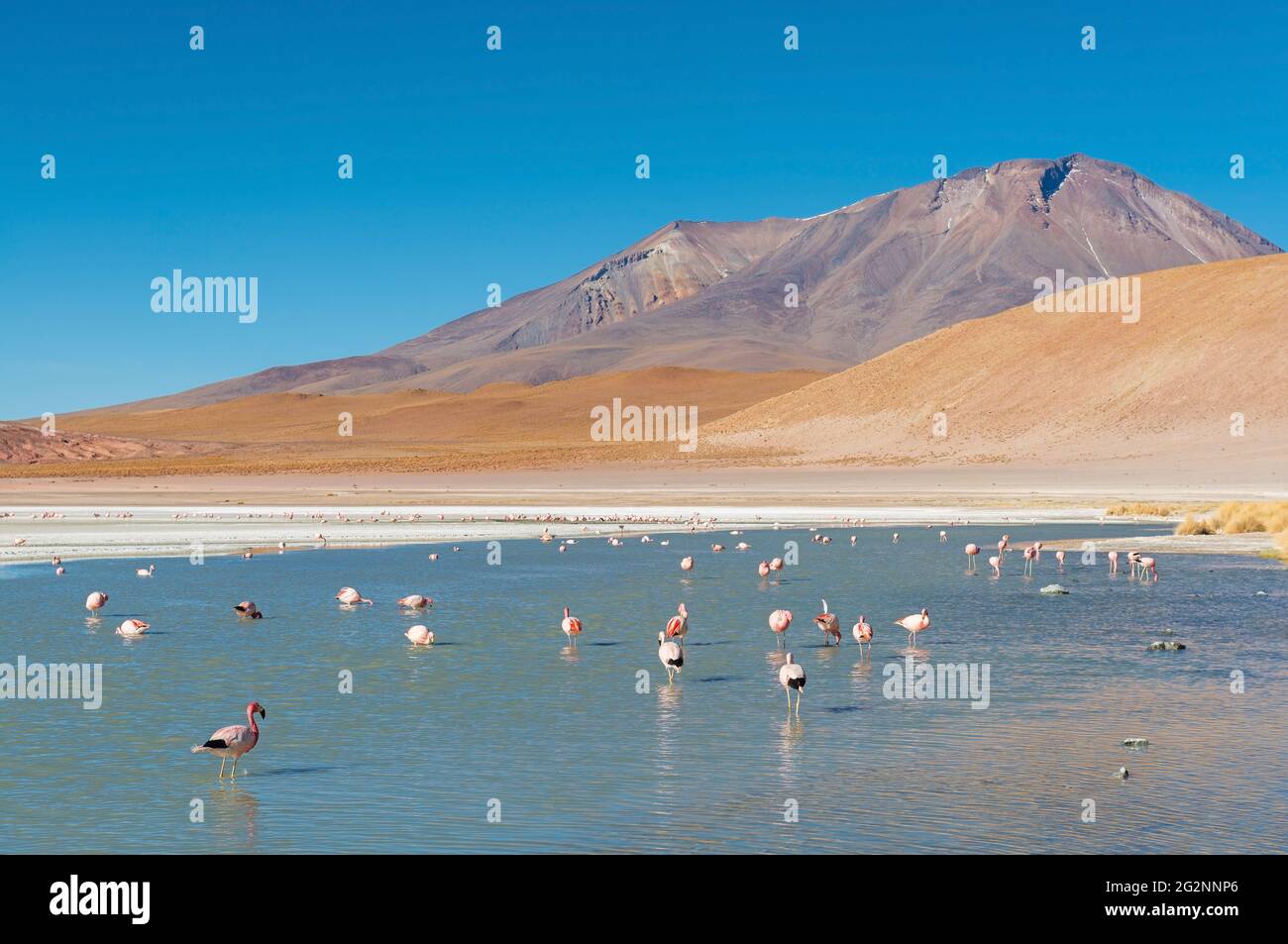 Lagune de Canapa avec colonie de James Flamingo (Phoenicarrus jamesi), plat de sel d'Uyuni, Bolivie. Banque D'Images