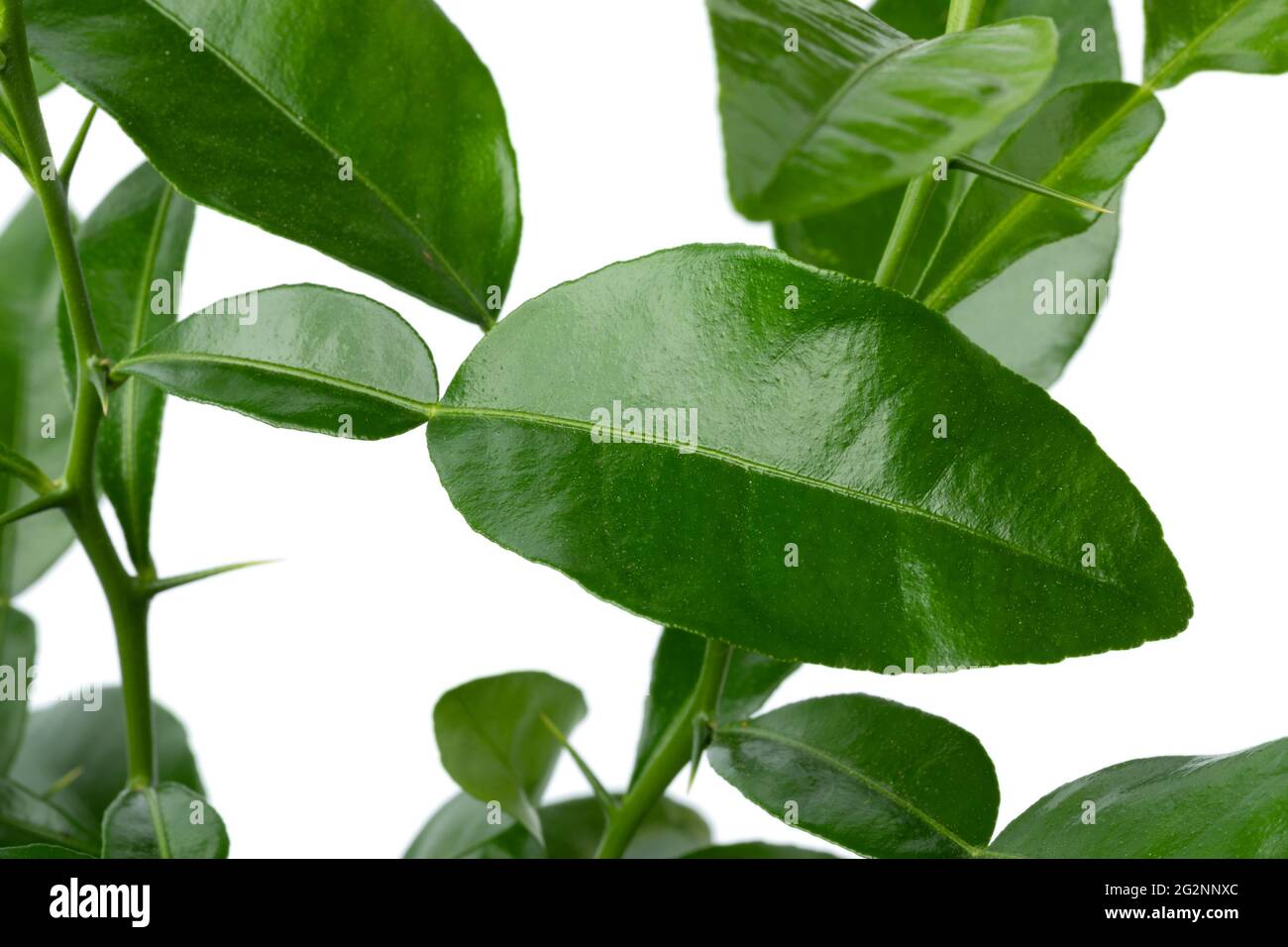 Les feuilles de chaux Kaffir vert frais et aroamtique sont rapprochées Banque D'Images