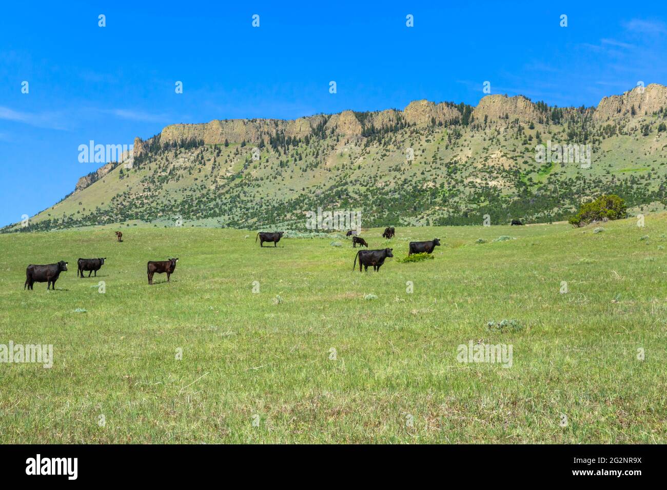 bétail en parcours, sous la montagne des moutons près de livingston, montana Banque D'Images