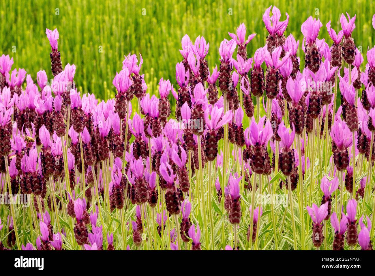 Lavandula stoechhas 'papillon' fleurs violettes dans des têtes violettes denses et à tiges longues, à bout de gros bractées violettes Banque D'Images