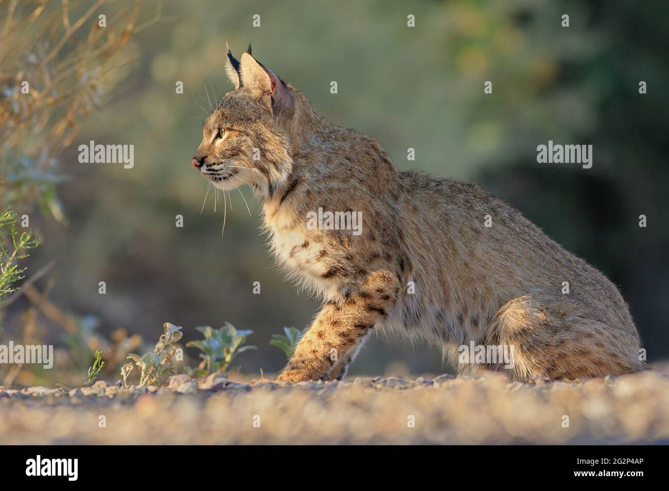 Un Bobcat regarde quelques Cottontqueues de derrière un Bush. Banque D'Images