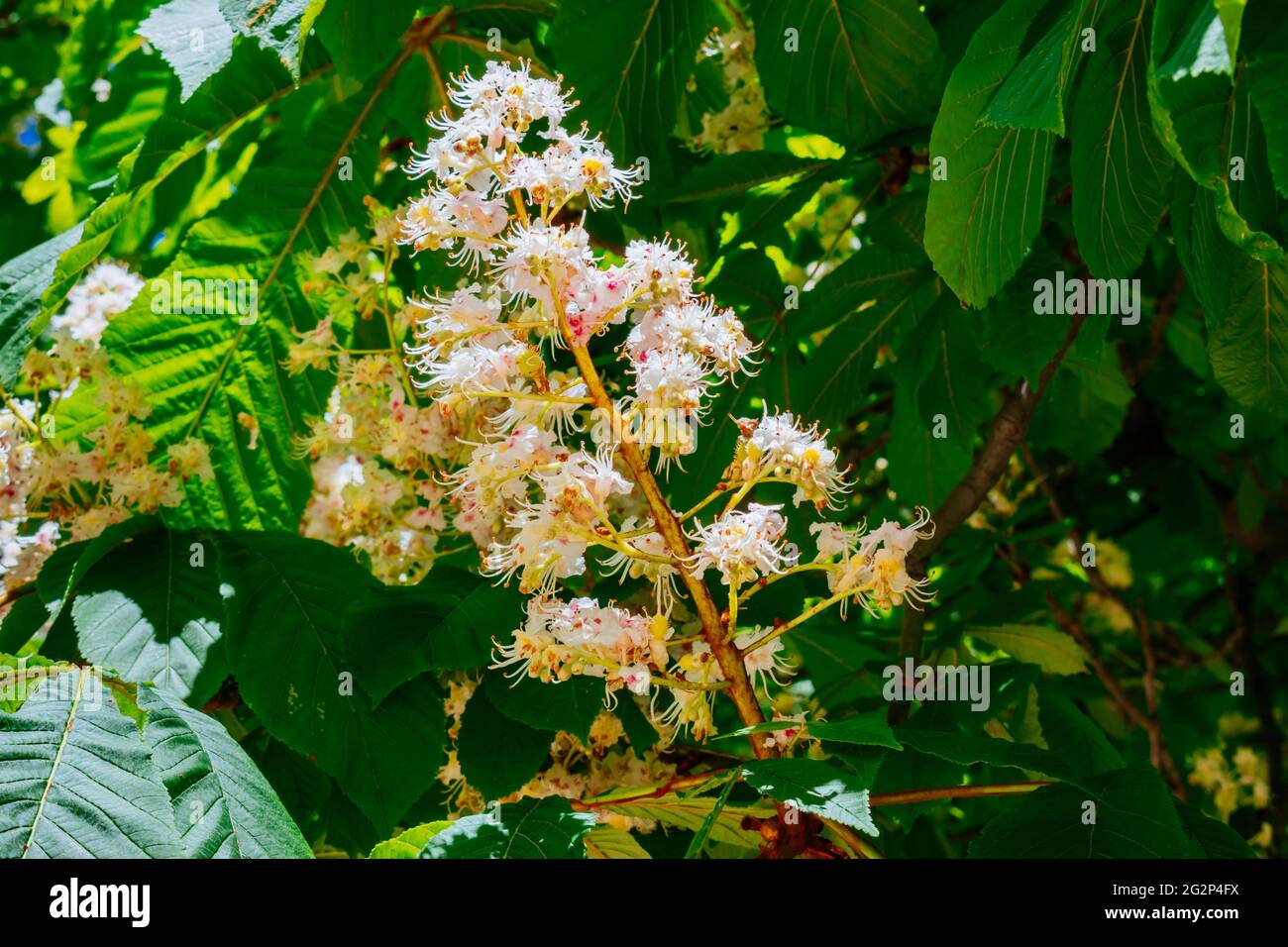 Détail des inflorescences. Huingan, Schinus polygamus. Le Schinus polygonama, le peppertree de Hardee ou le poivre chilien, est une espèce de plante dans le Banque D'Images