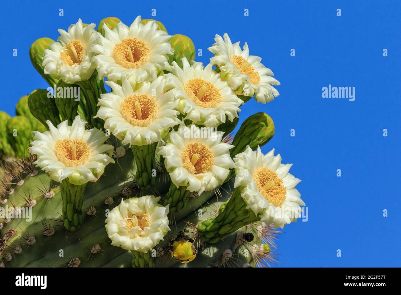 Saguaro Blooms Banque D'Images
