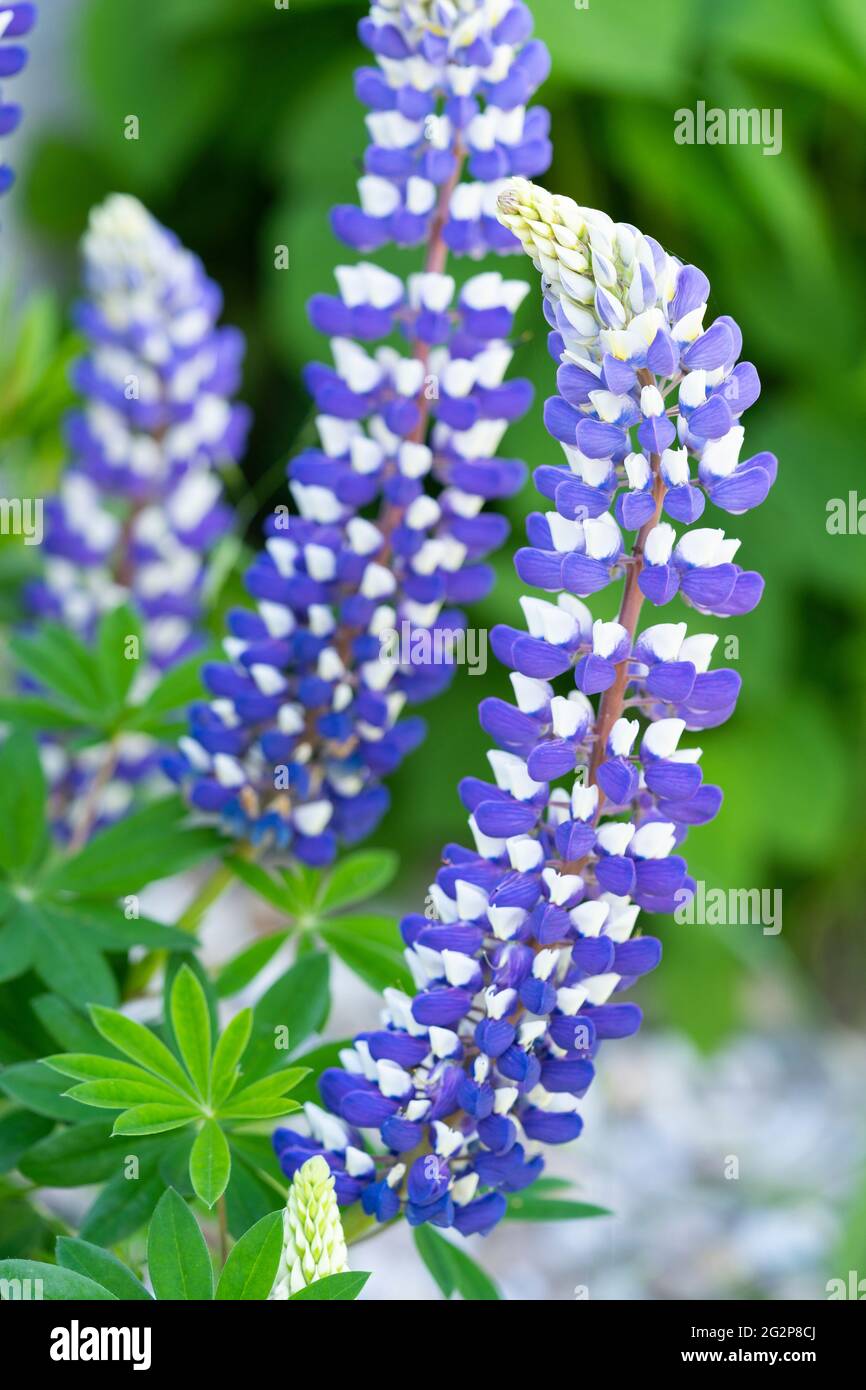 Lupinus (ou Lupin, Lupin, Bluebonnet) 'King Canute' aux pétales bicolores bleu foncé et blanc, floraison en juin en Basse-Autriche Banque D'Images
