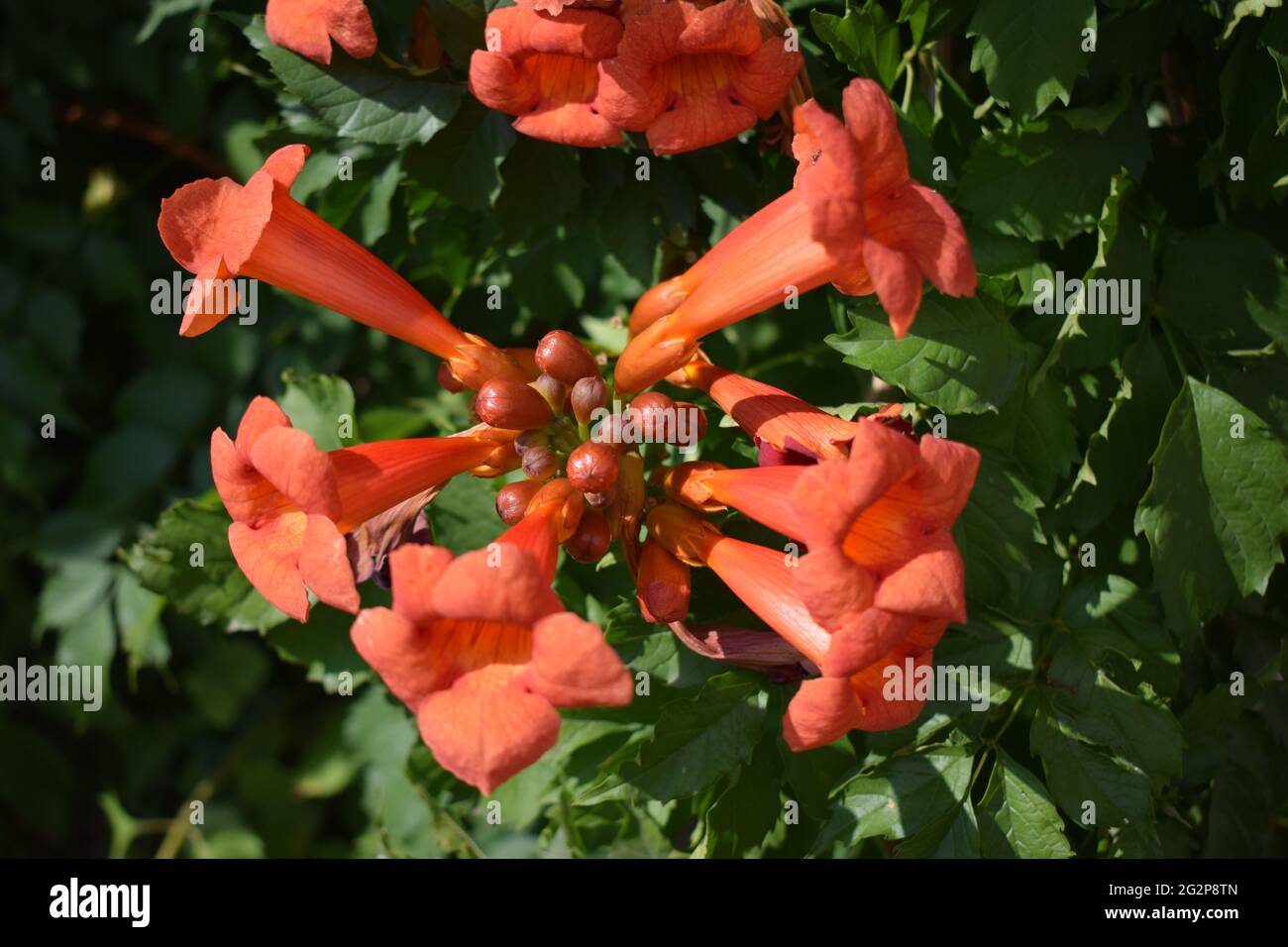Belles fleurs rouges de la trompette ou de la trompette rampante (Campsis radicans). Branche de trompette de vigne avec beaucoup de fleurs rouges. Ampsis Flamenco Bright Banque D'Images