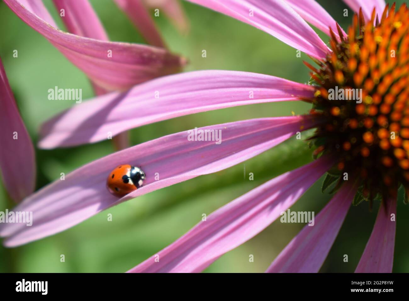 Coccinelle rouge sur l'échinacée fleur, coccinelle se meut sur tige de la plante au printemps dans le jardin en été. Échinacée rose fleur dans le jardin. Usine de fines herbes. Ce Banque D'Images