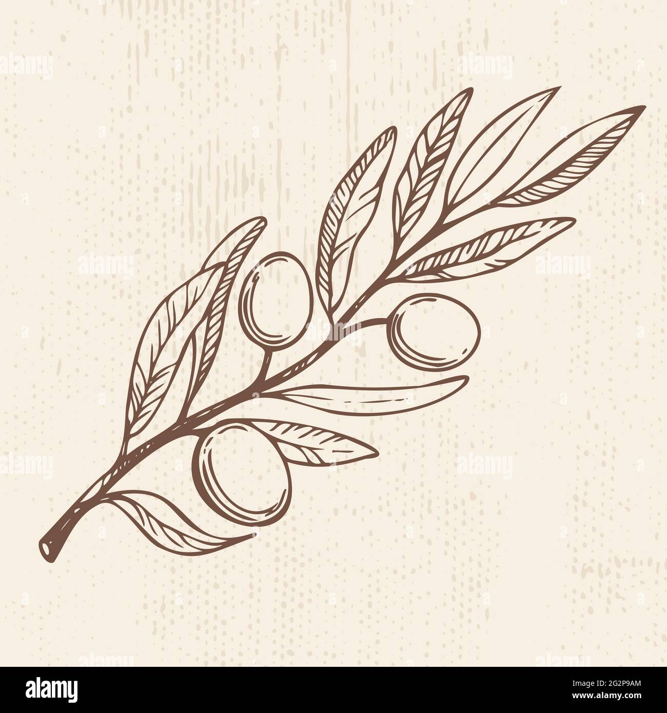 Branche d'olivier. Ech. Vecteur tracé à la main. Illustration des aliments. Illustration de Vecteur