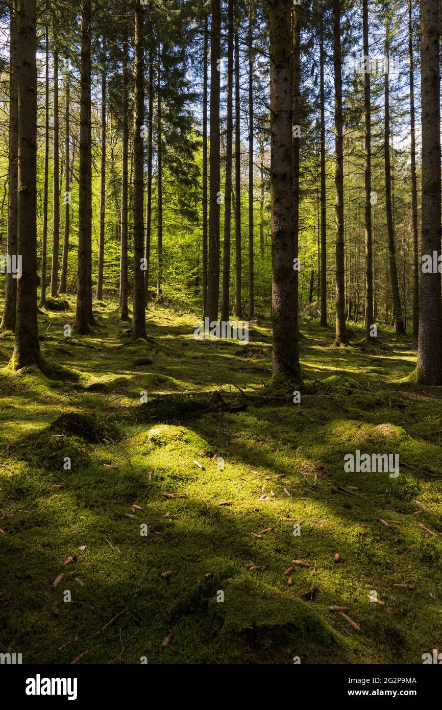 Lumières et ombres dans les bois Banque D'Images