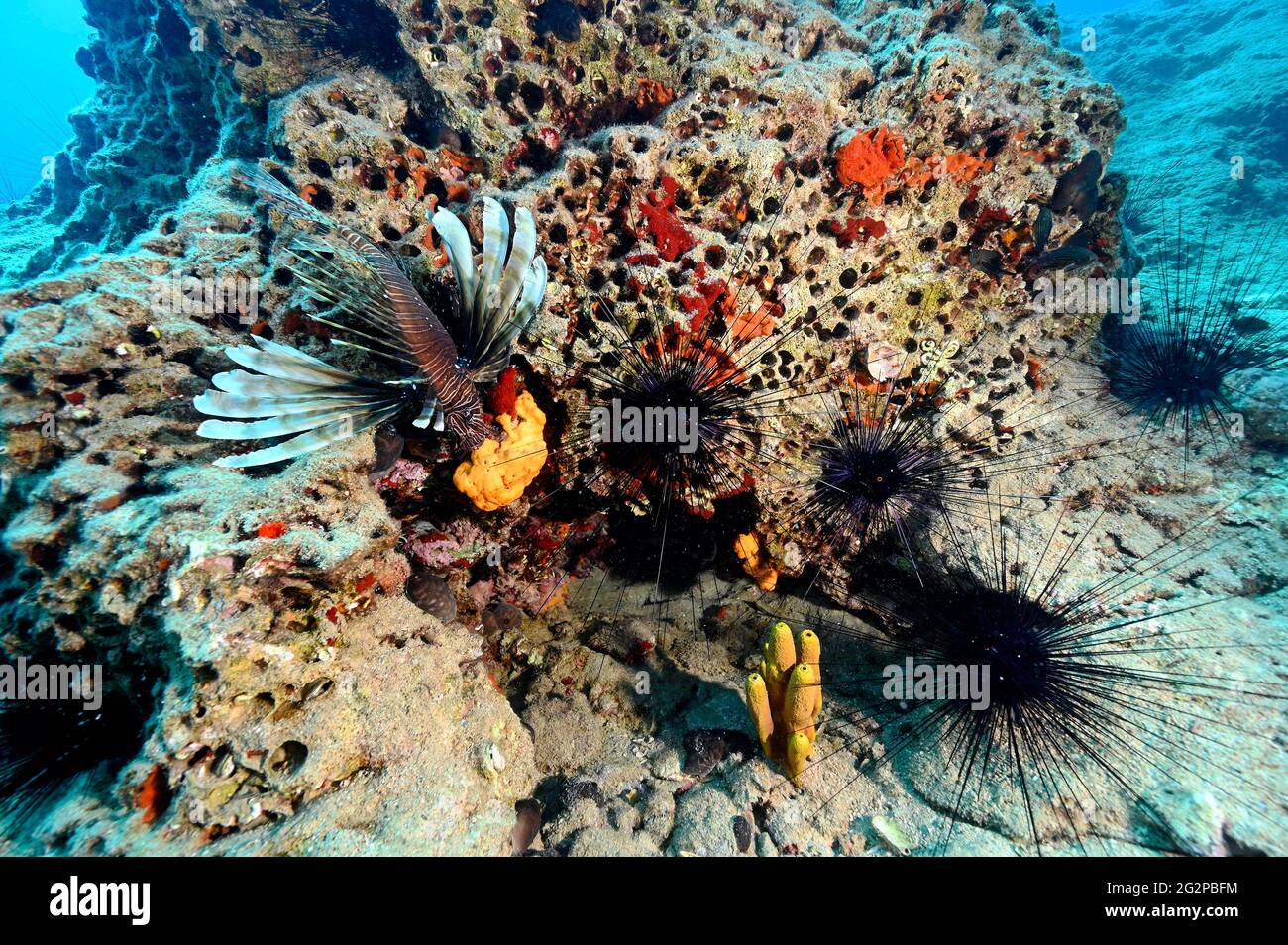 Lionfish invasif, Pterois Miles et long-colonne oursin, Diadema setosa, dans la zone marine protégée de la baie de Gokova, Marmaris Turquie Banque D'Images