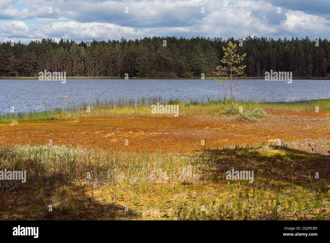 Tourbière au bord du lac à côté de la forêt de pins dans le district de Vybord, à la frontière entre la Russie et la Finlande. La tourbière se forme avec une couche de plusieurs mètres de mousse de sphagnum. Banque D'Images