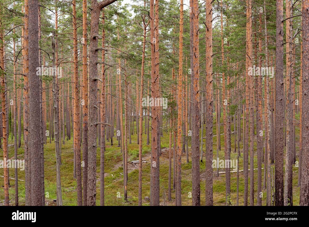 Forêt de pins dans le district de Vyborg, à la frontière de la Russie et de la Finlande. Banque D'Images