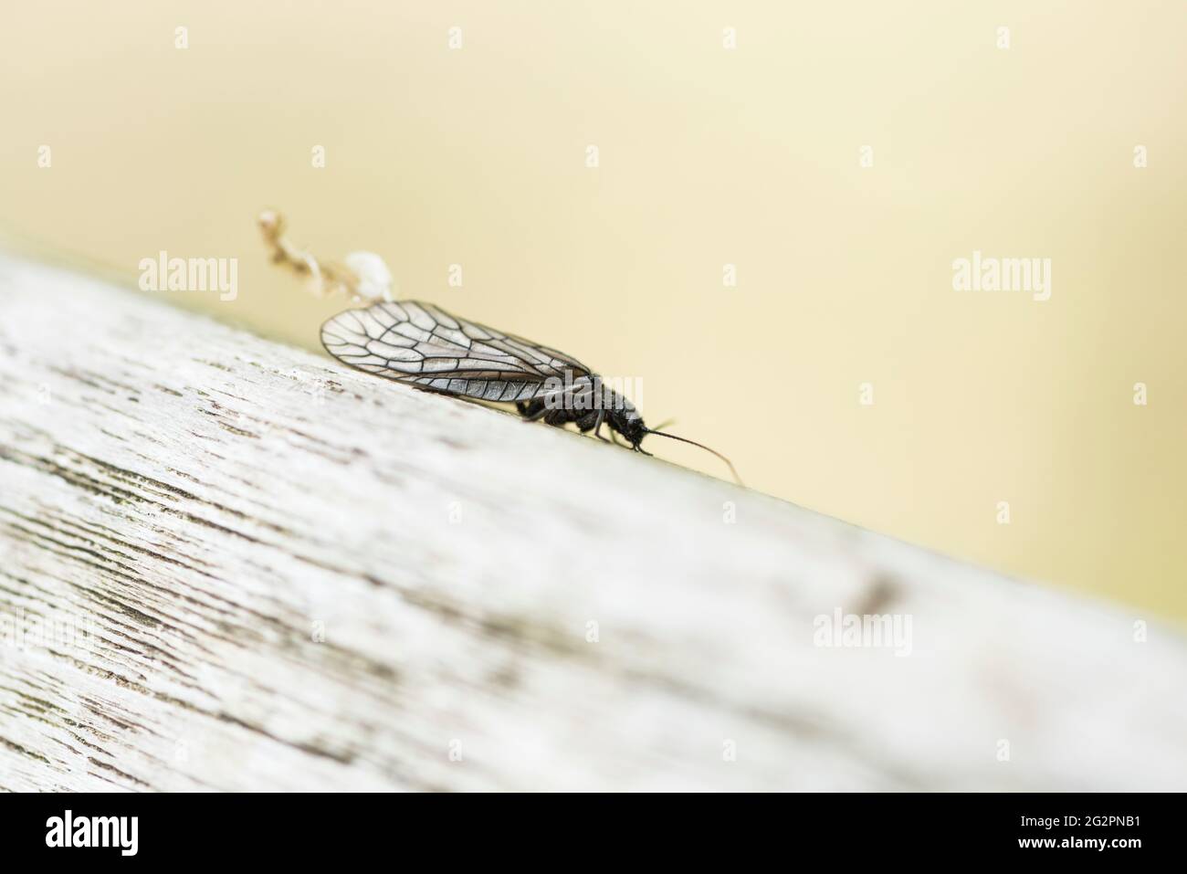 Alder-Fly (Sialis sp.) Banque D'Images