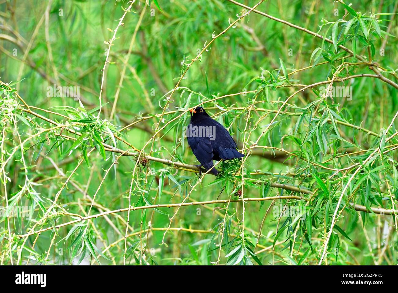 Blackbird (Turdus merula) est assis dans un arbre Banque D'Images