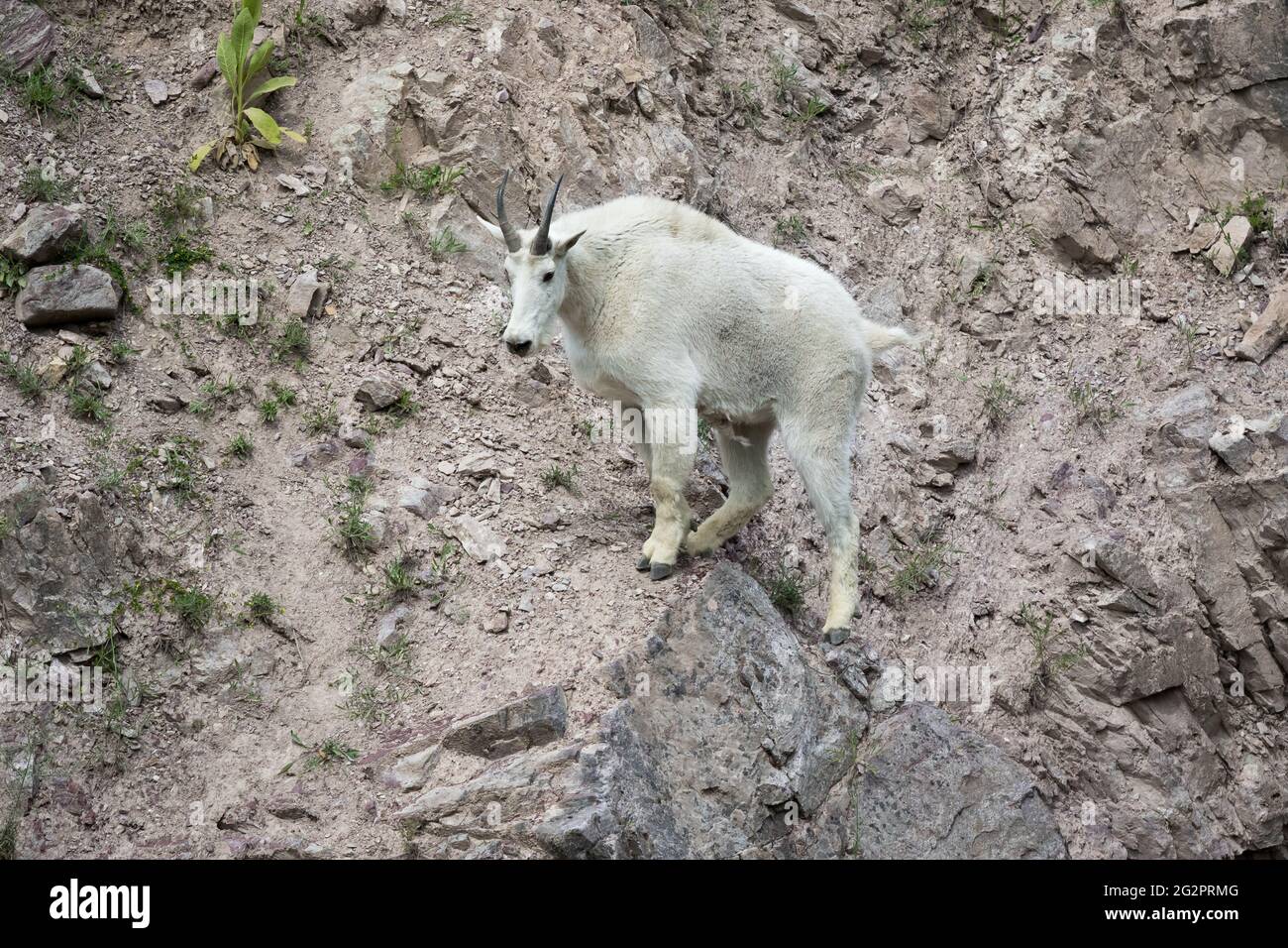 Mountain Goat au parc national de Glacier, Montana, États-Unis Banque D'Images