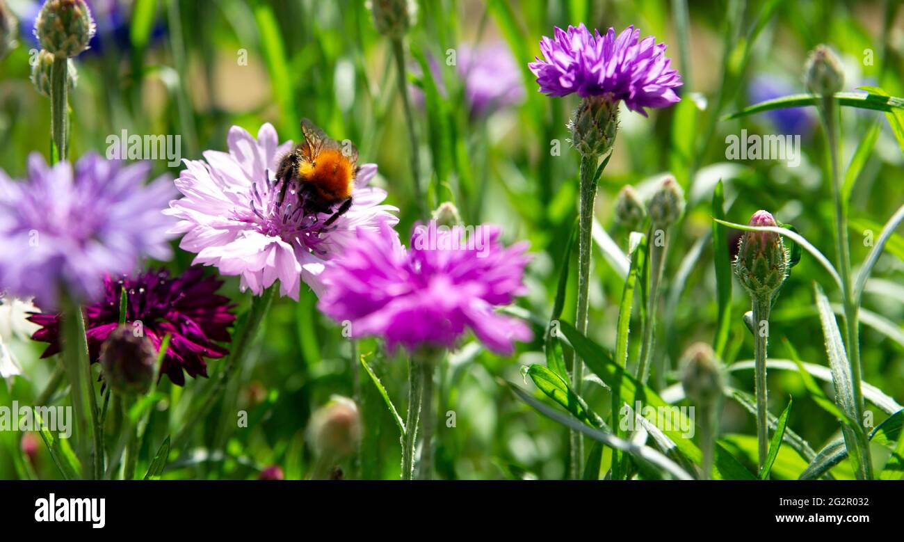 Photo macro. Bourdon occupé collectant du pollen dans les fleurs de maïs. Banque D'Images