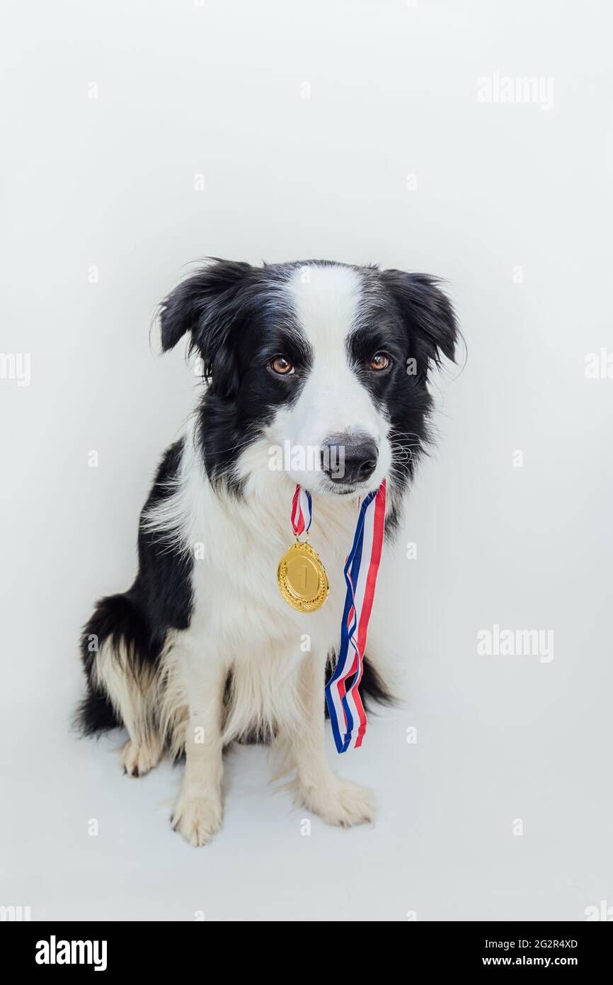 Bordure de chien de chiot collie tenant la médaille d'or du gagnant ou du champion dans la bouche isolée sur fond blanc. Champion gagnant chien drôle. Victoire d'abord p Banque D'Images