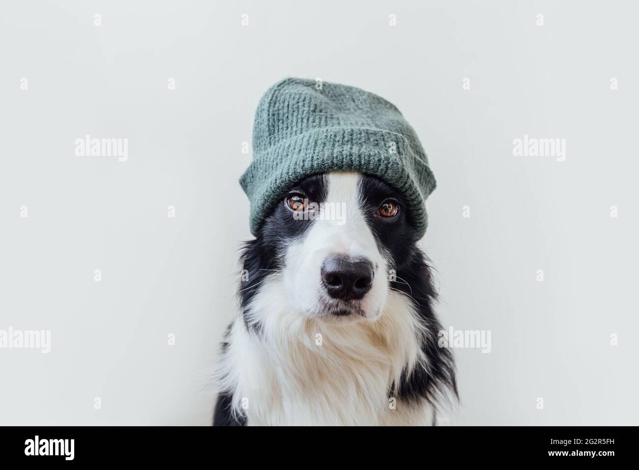 Portrait amusant de mignon sourire chien chiot bordure collie portant chaud tricoté vêtements chapeau isolé sur fond blanc. Portrait d'hiver ou d'automne de nouveau Banque D'Images