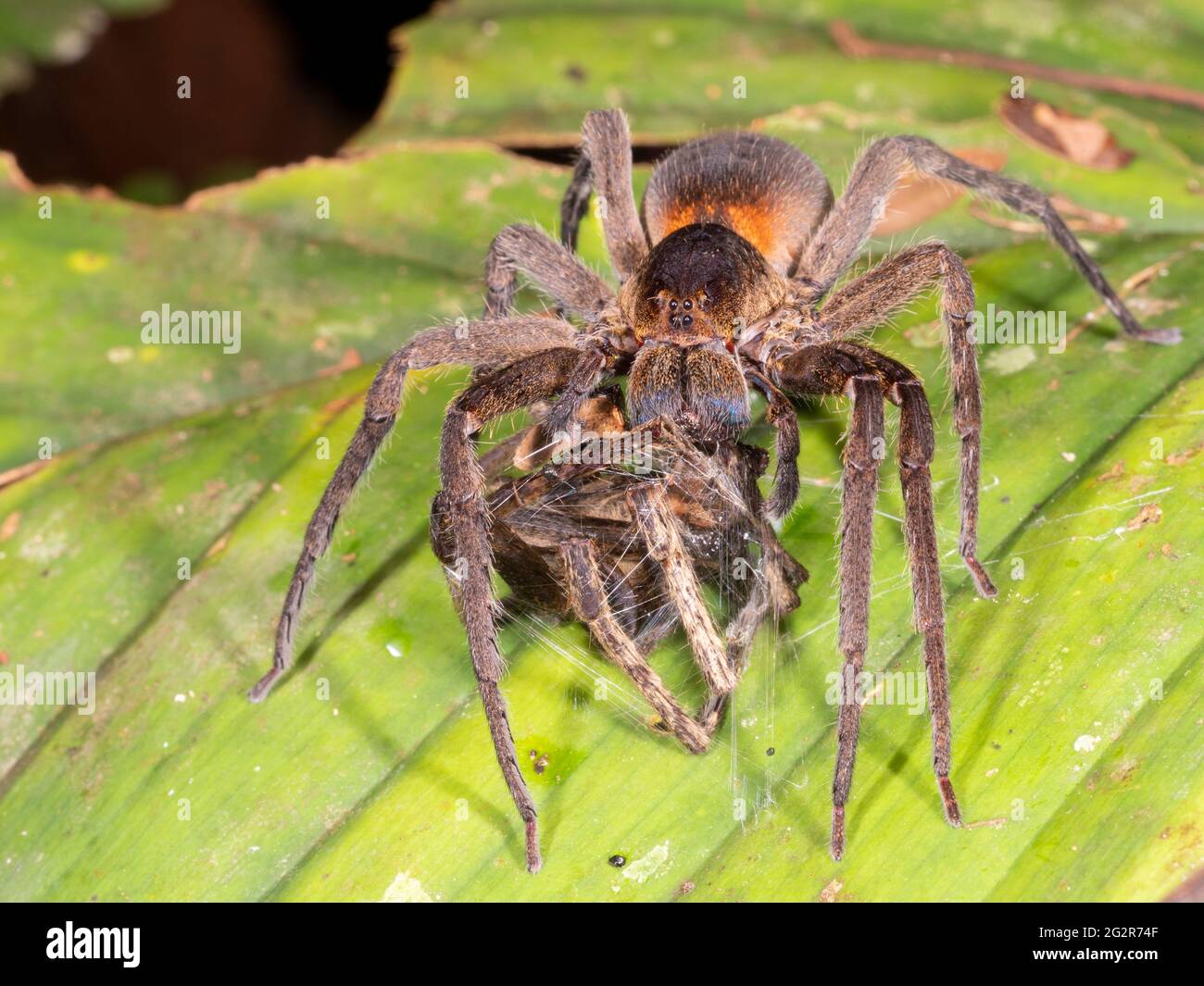 L'araignée du loup tropical (Ctenidae) se nourrissant d'une autre araignée. Dans la forêt tropicale, province de Napo, Équateur Banque D'Images