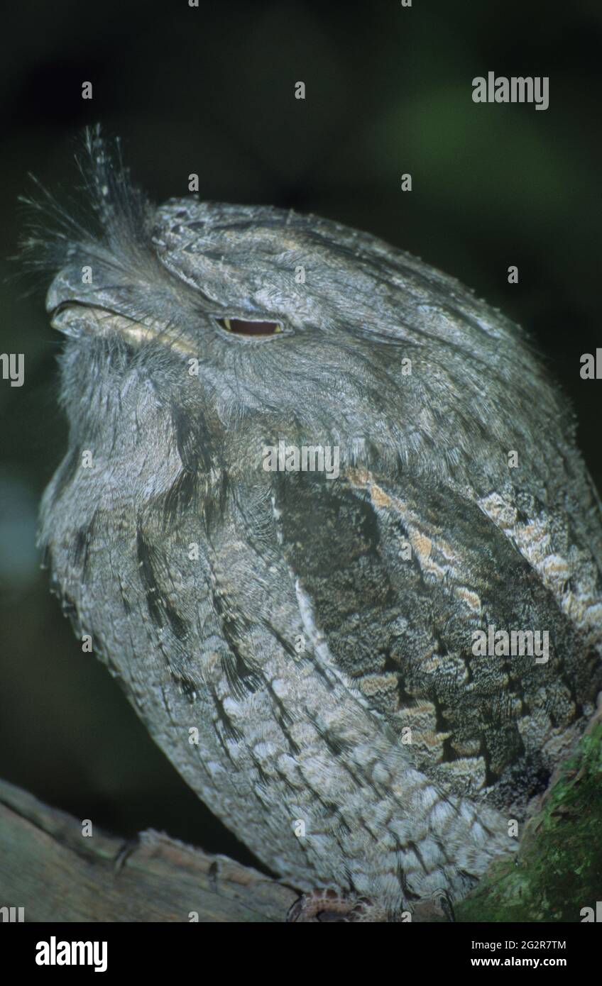 Owl, Floride Banque D'Images