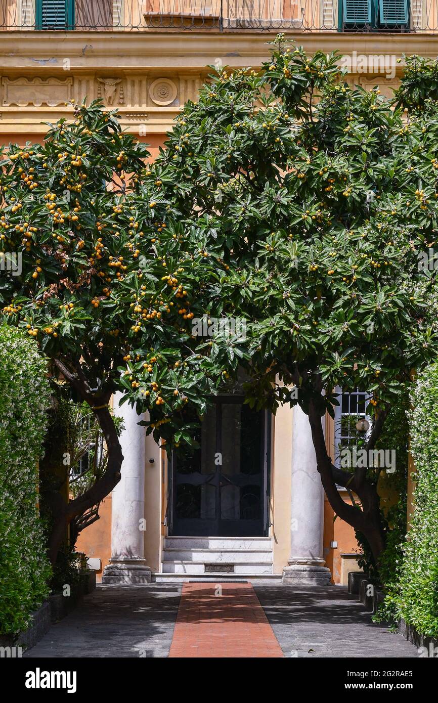 Gros plan de l'entrée d'un ancien palais avec des arbres de medlar chargés de fruits sur les côtés de la porte, Gênes, Ligurie, Italie Banque D'Images