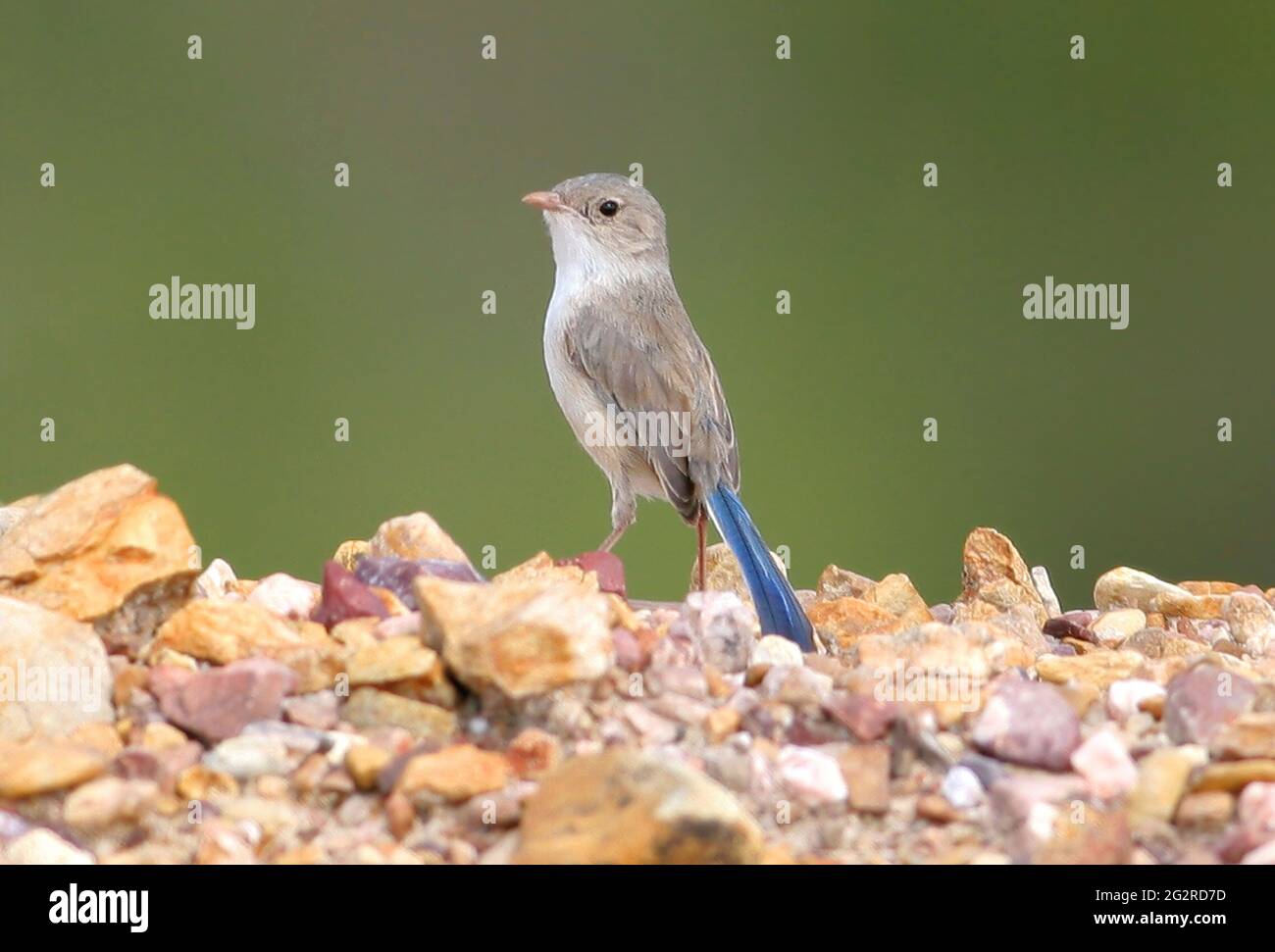 Fairy-wren à ailes blanches (Malurus leucopterus leucopterus) mâle sous-adulte sur sol pierreux au sud-est du Queensland, en Australie Janvier Banque D'Images