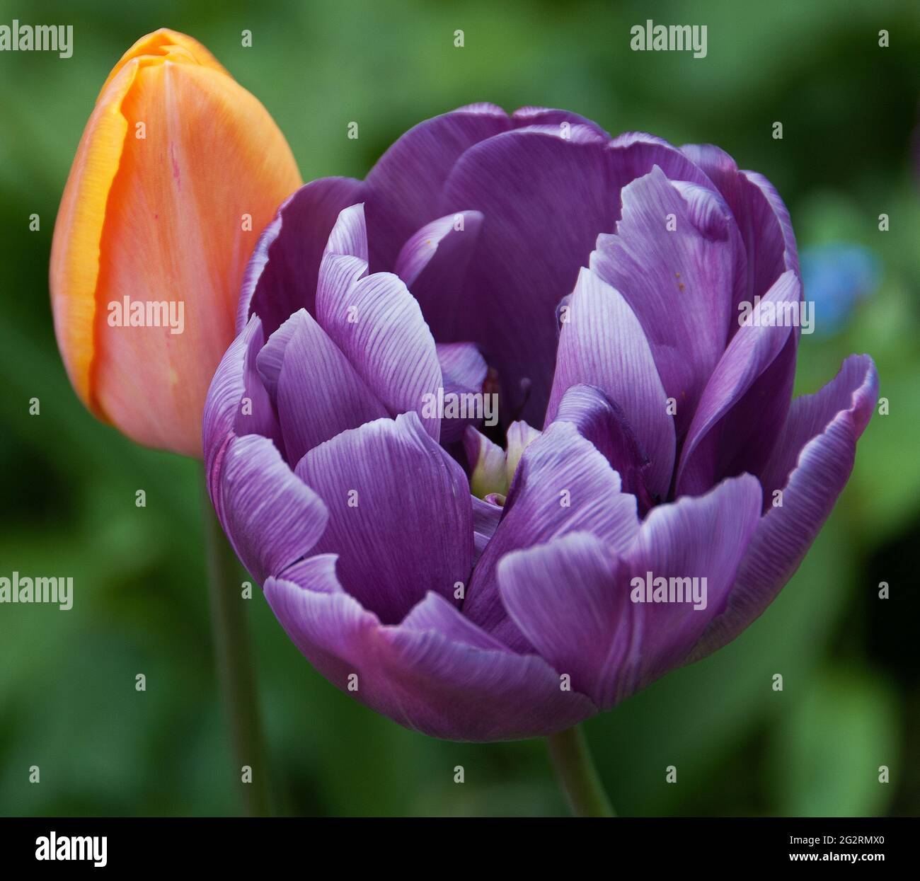 Tulipa' Blue Parrot' et Tulipa 'Apricot Beauty' Banque D'Images