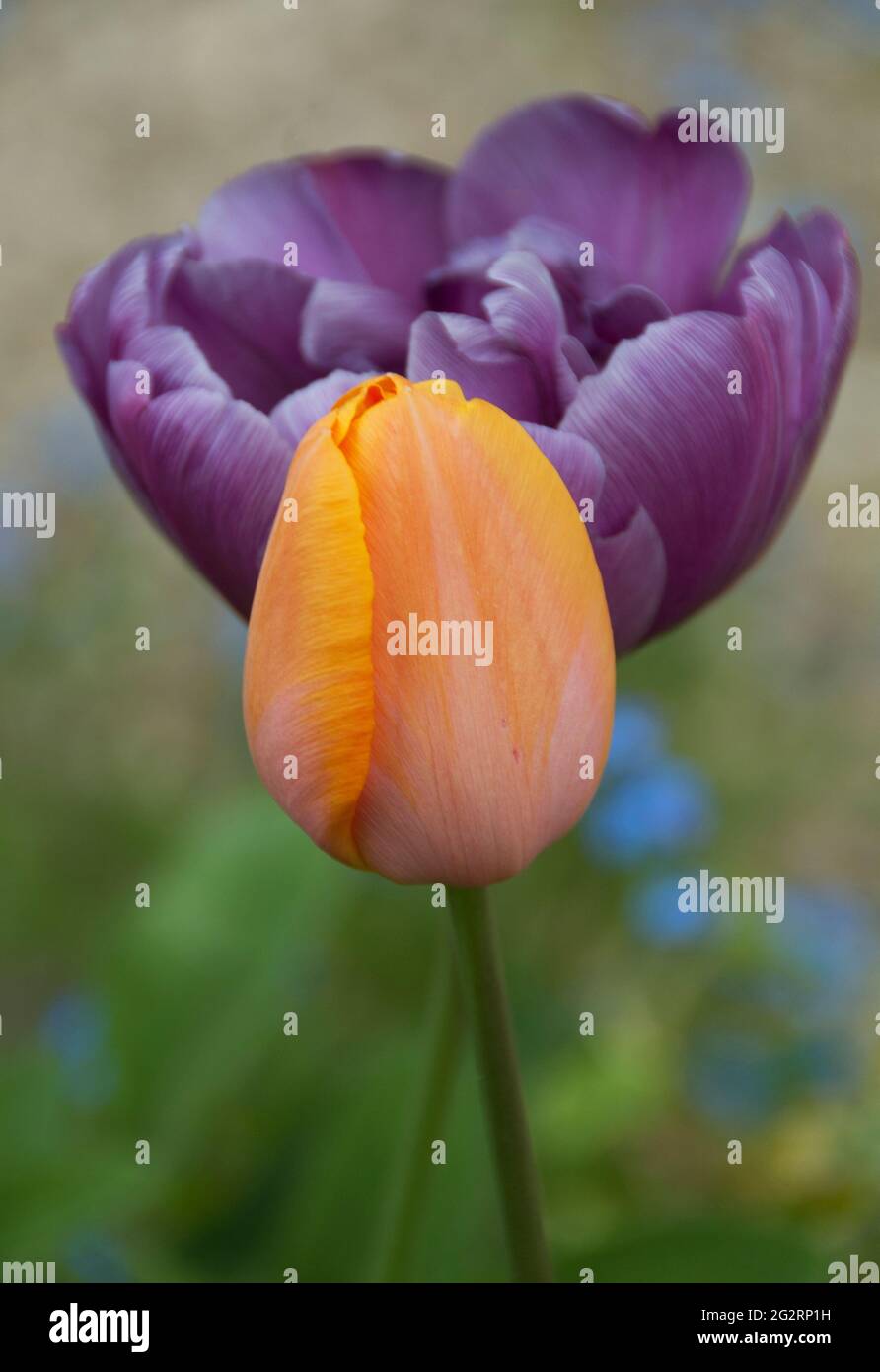 Perroquet bleu Tulipa Banque D'Images