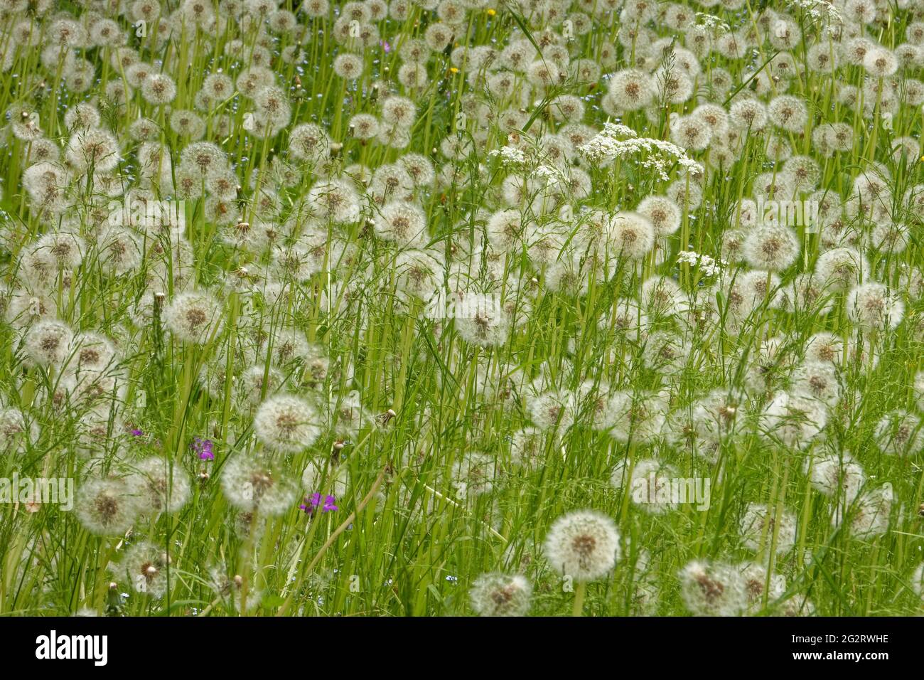 Une prairie pleine de fleurs de pissenlit cesse de fleurir au début du mois de juin. Banque D'Images