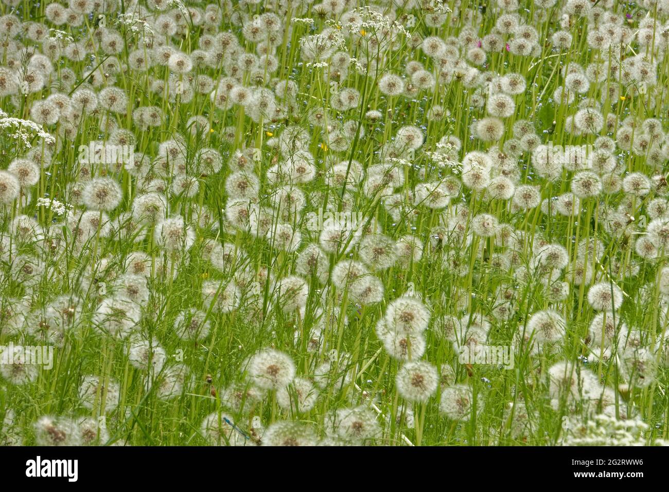 Une prairie pleine de fleurs de pissenlit cesse de fleurir au début du mois de juin. Banque D'Images