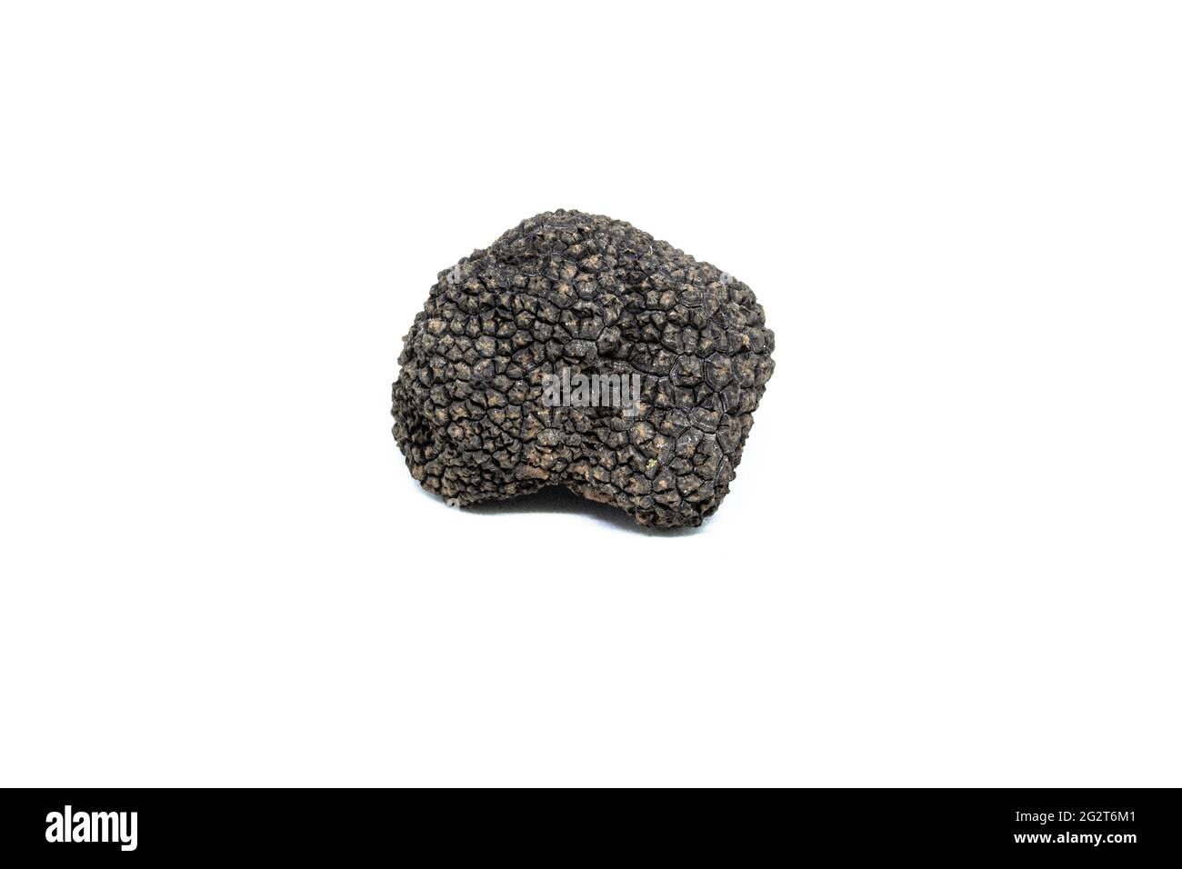 une truffe noire unique, tuber aestivum, photographiée sur fond blanc Banque D'Images