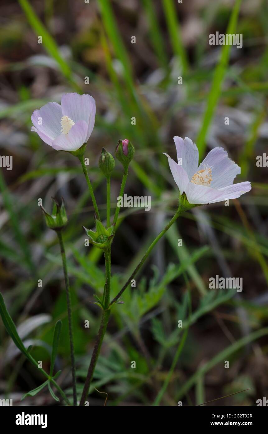Poppymalow léger, Callirhoe alcaeooides Banque D'Images